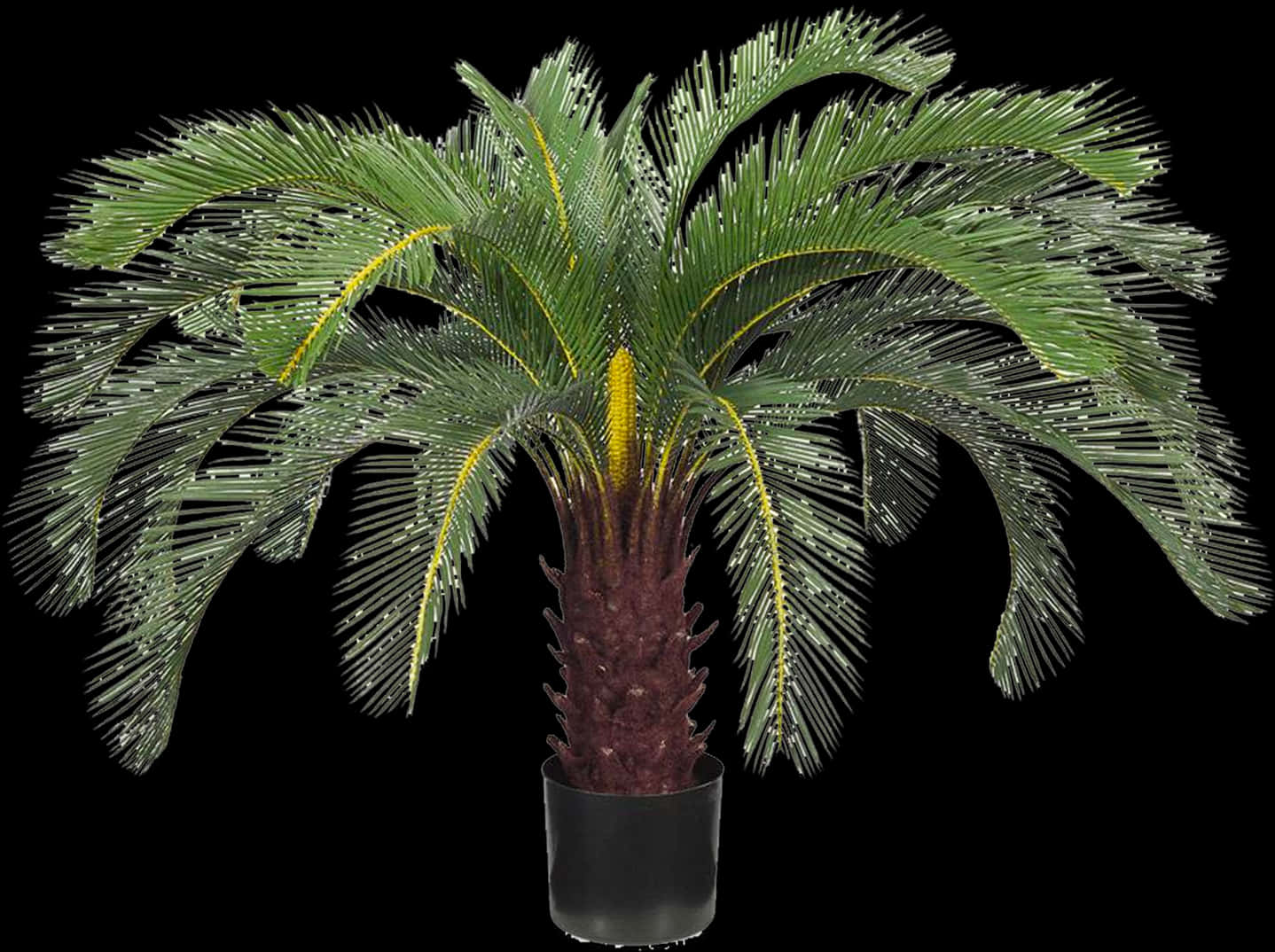 Potted Sago Palm Black Background.jpg PNG