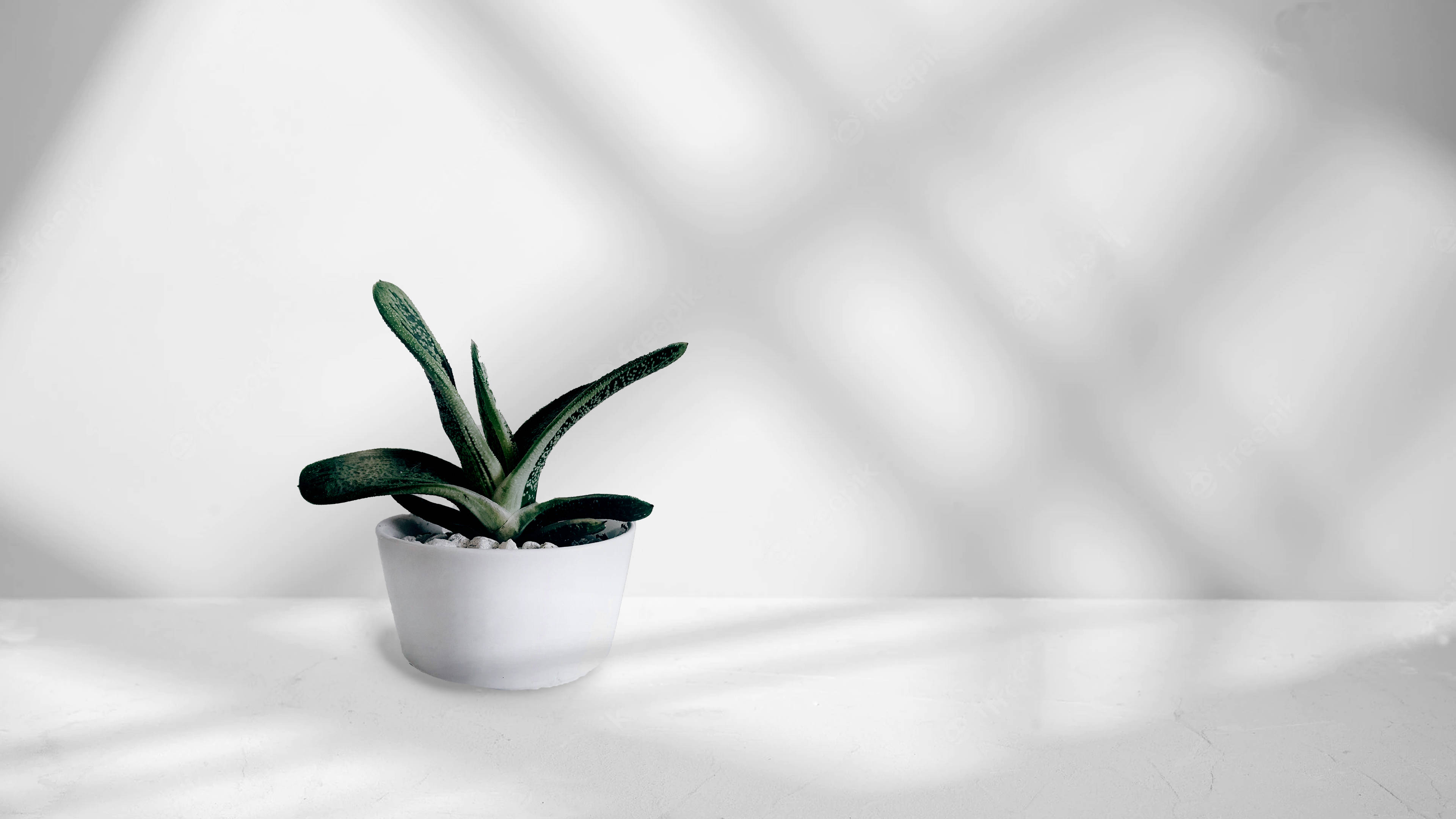 Potted Succulent Minimalist Plant Wallpaper