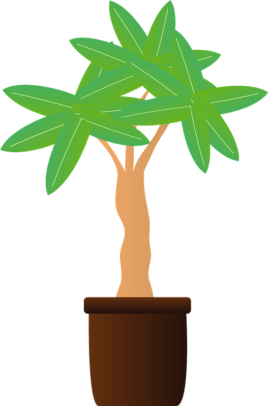 Potted Tropical Tree Illustration PNG