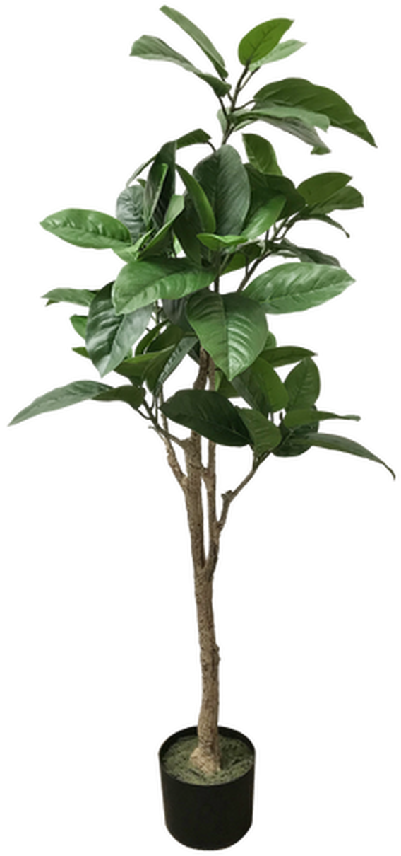 Potted Tropical Tree Indoor Decor PNG