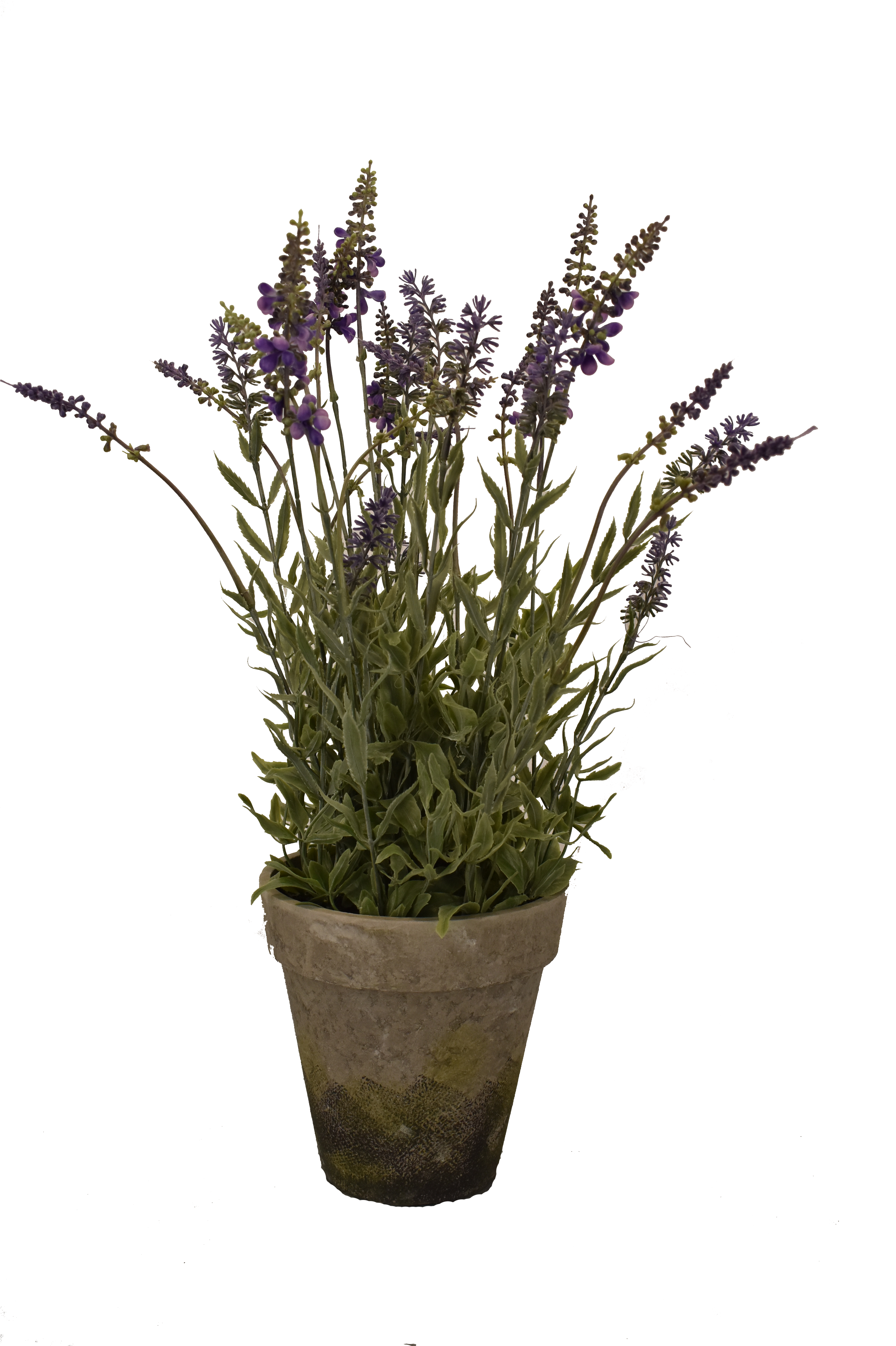 Potted_ English_ Lavender_ Plant PNG