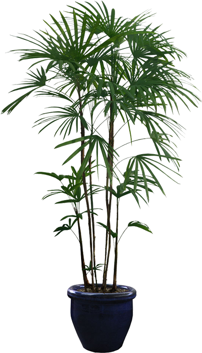 Potted_ Palm_ Plant_ Isolated_ Background.png PNG