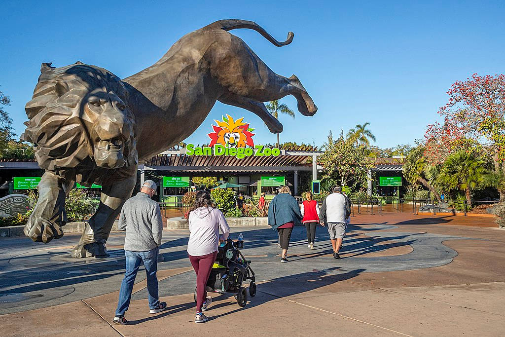 Pouncing Lion Statue San Diego Zoo Wallpaper