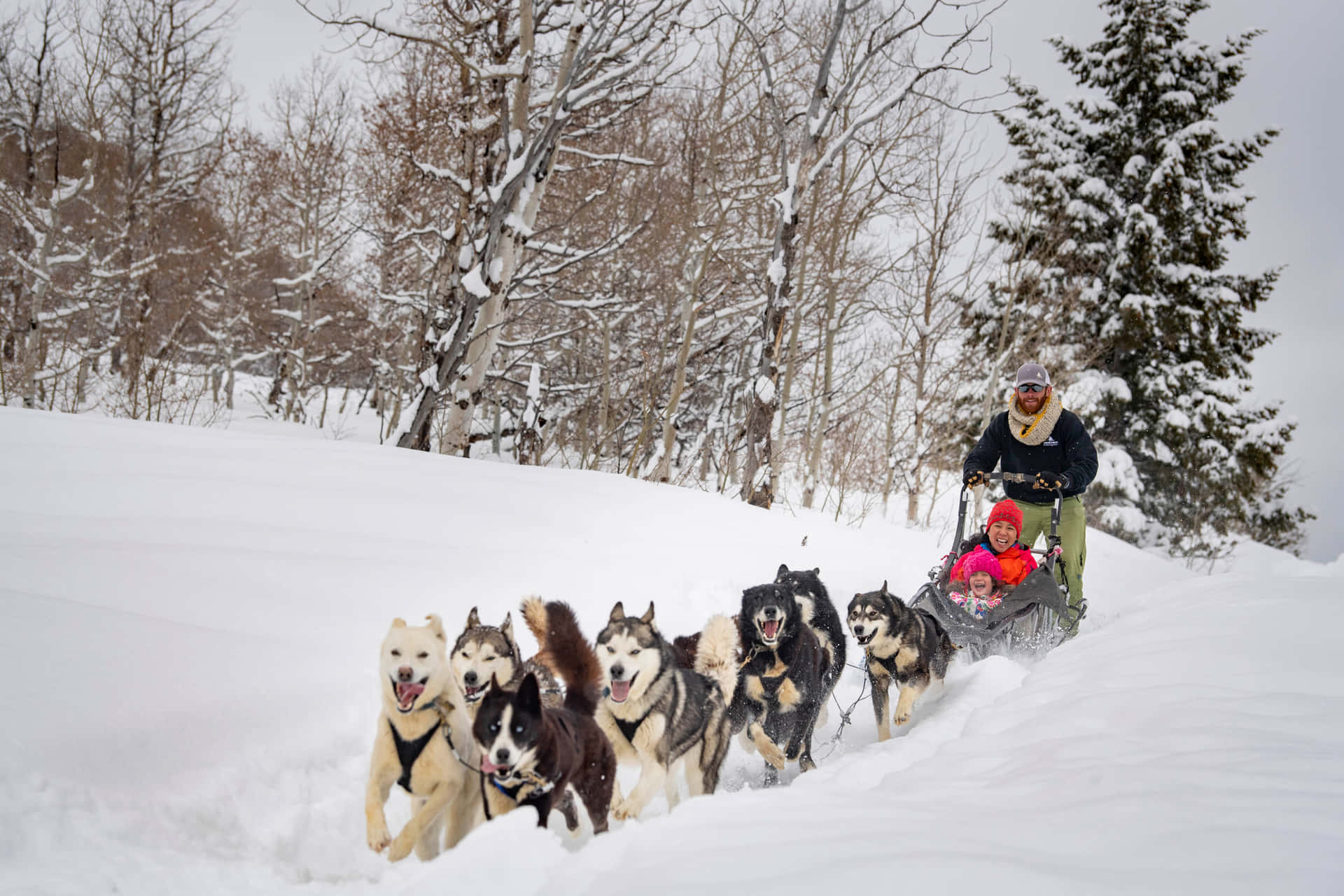 Power And Grace - A Team Of Sled Dogs Mid-race Wallpaper