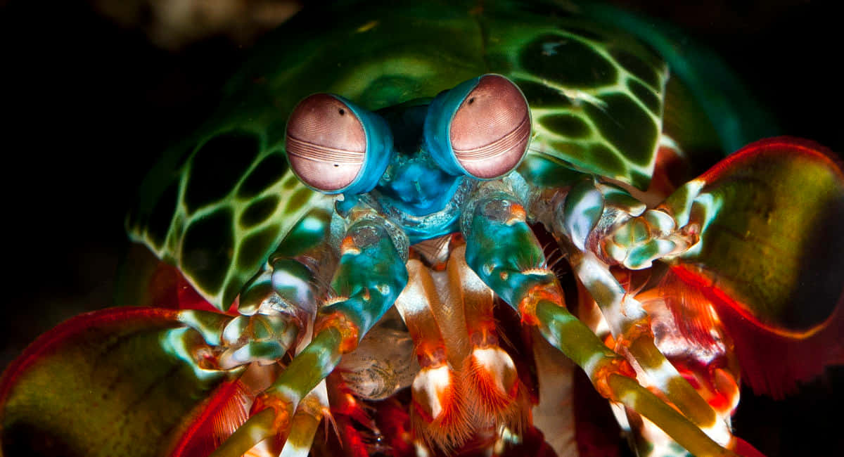 Powerful Pistol Shrimp In Vibrant Underwater Abyss Wallpaper