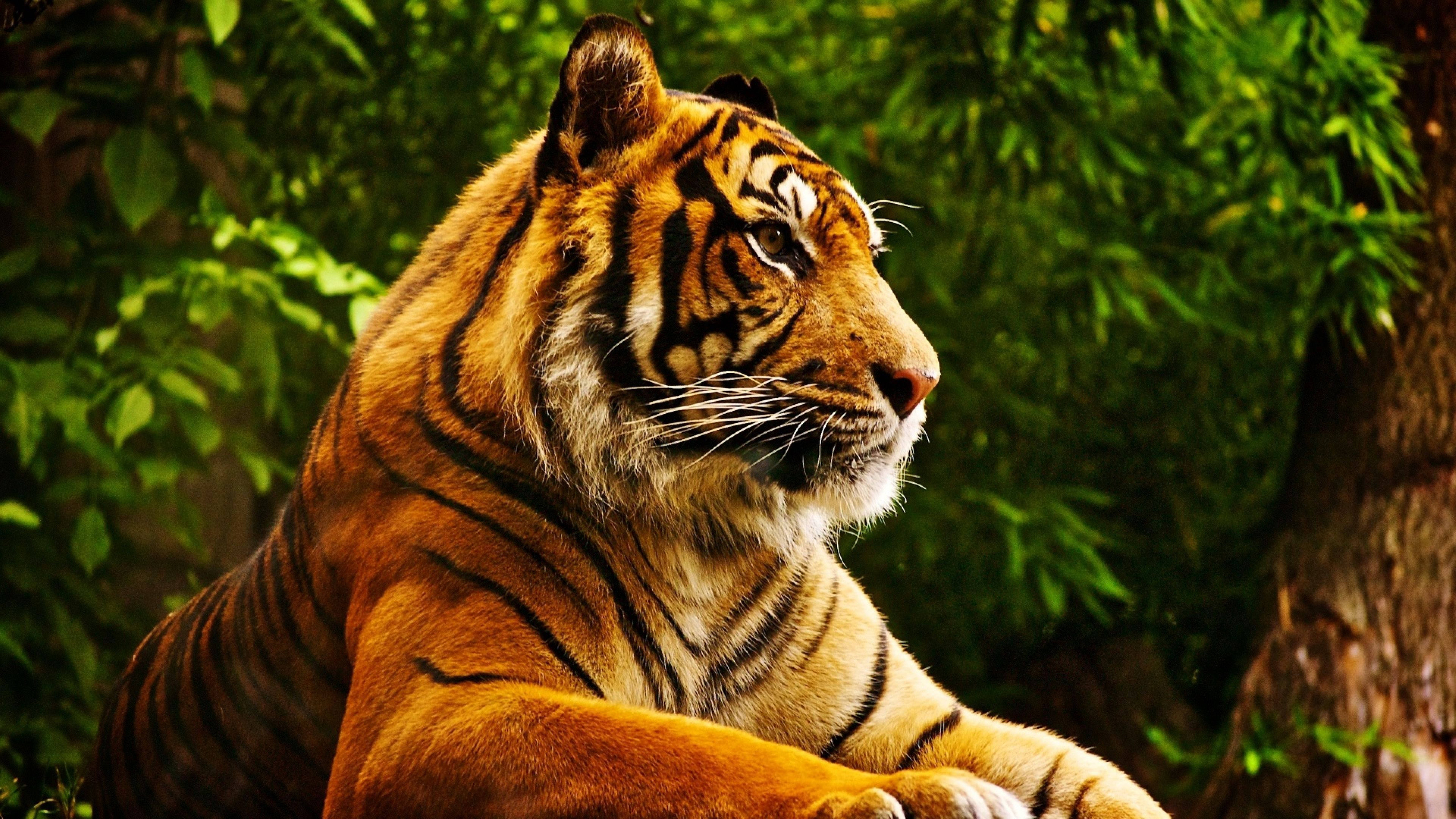 Powerful Predator 8k Tiger Uhd Picture