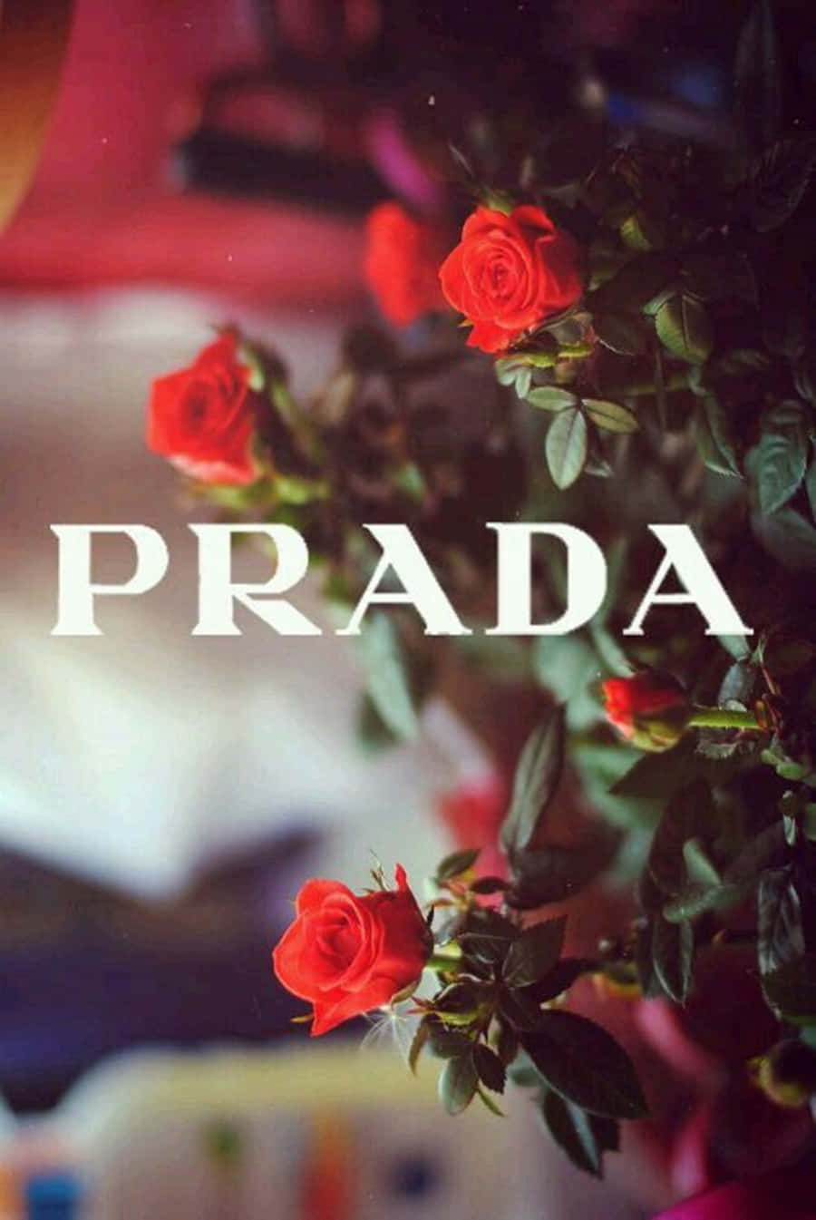 Embrace the timeless elegance of Prada