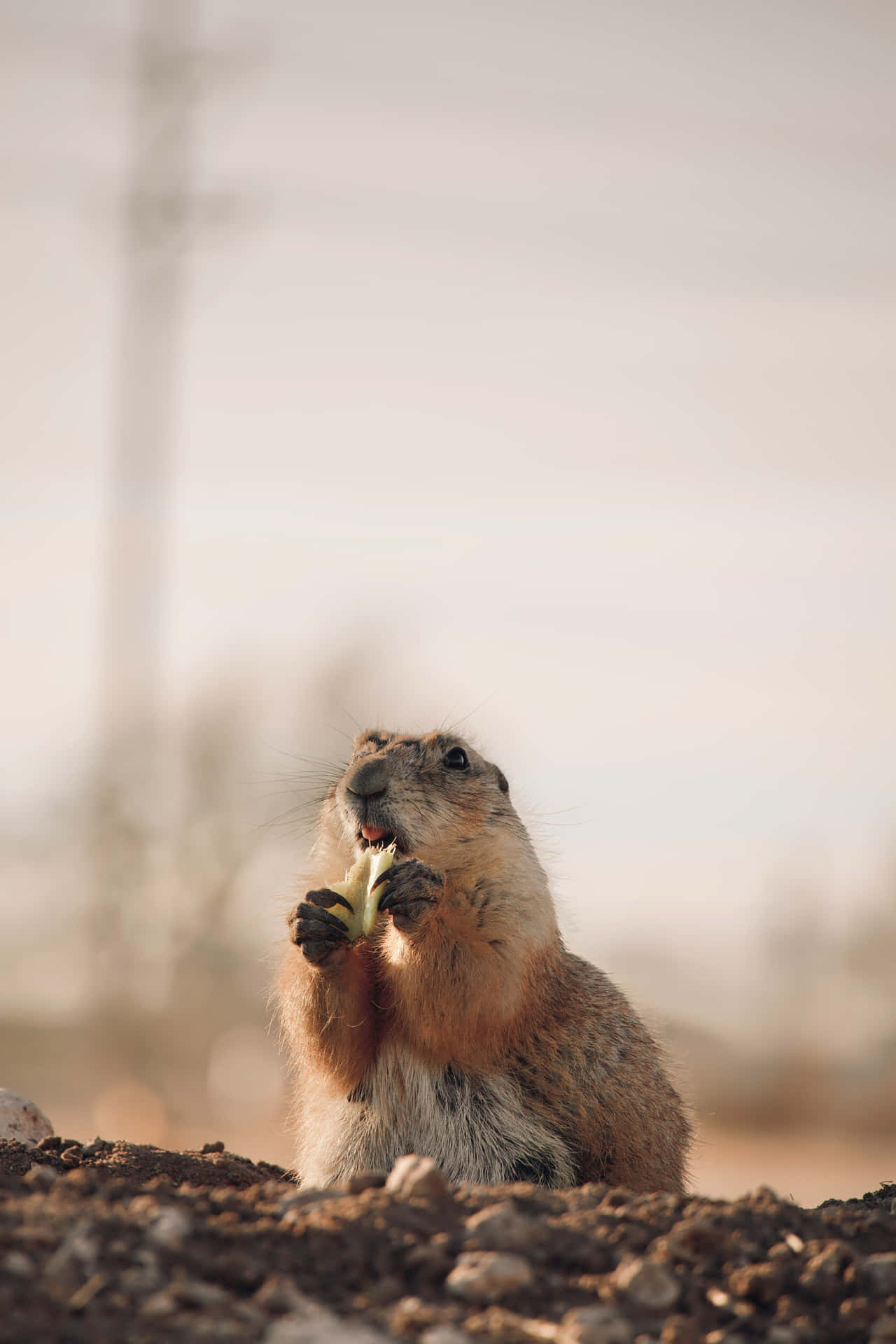 Prairie Dog Enjoying Snack.jpg Wallpaper