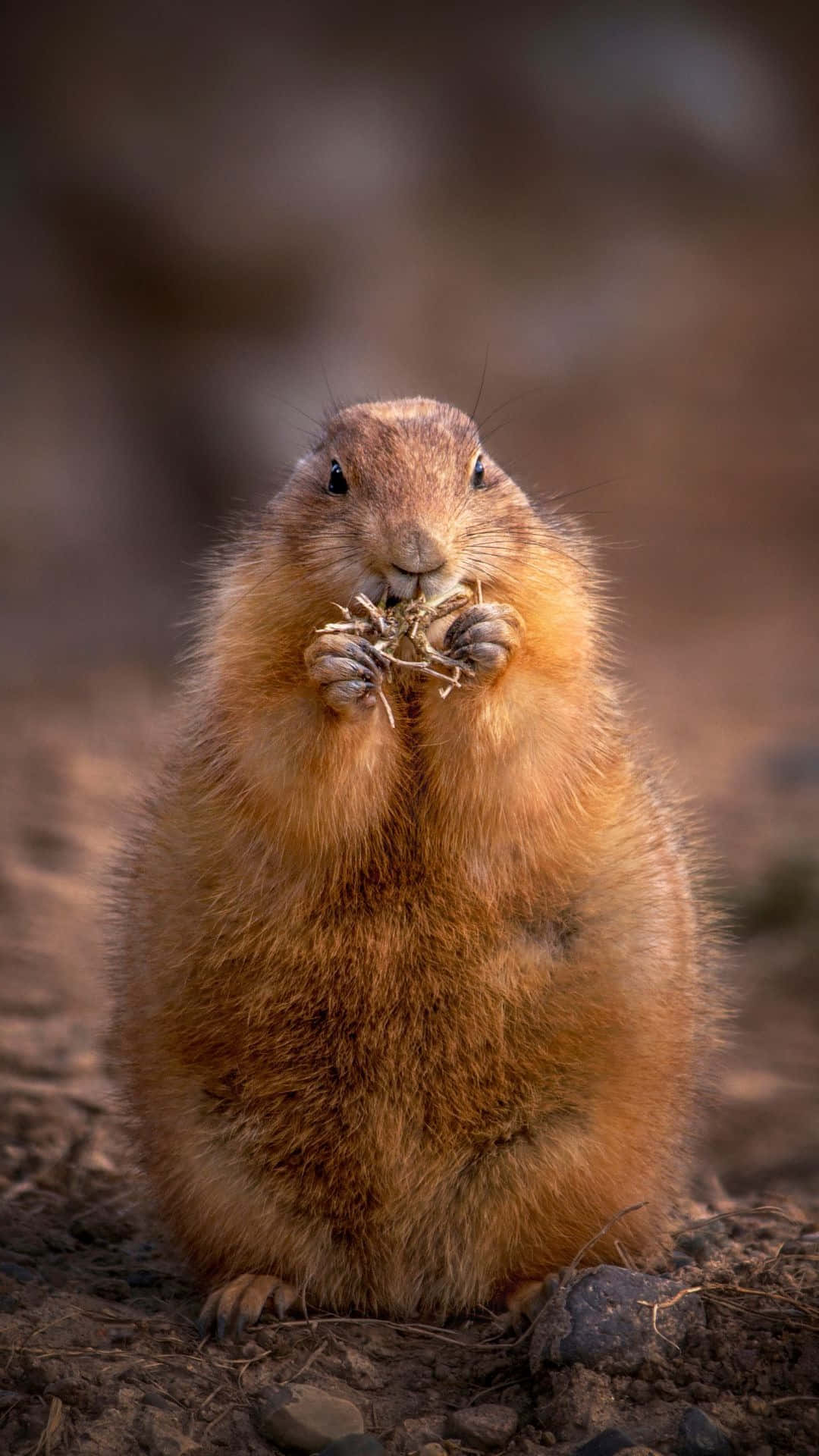 Prairie Dog Munching Twigs Wallpaper