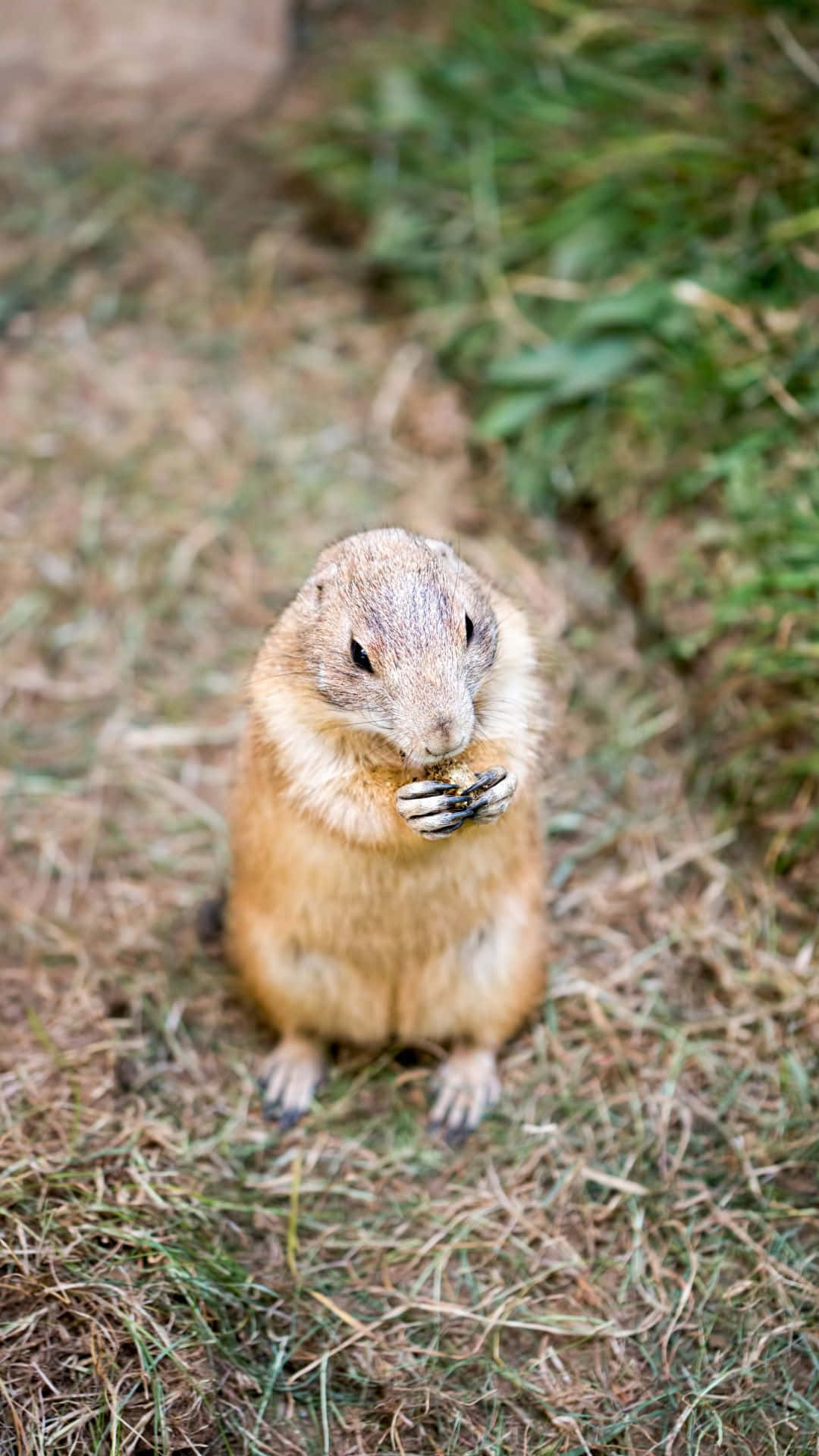 Download Prairie Dog Snackingon Grass Wallpaper | Wallpapers.com