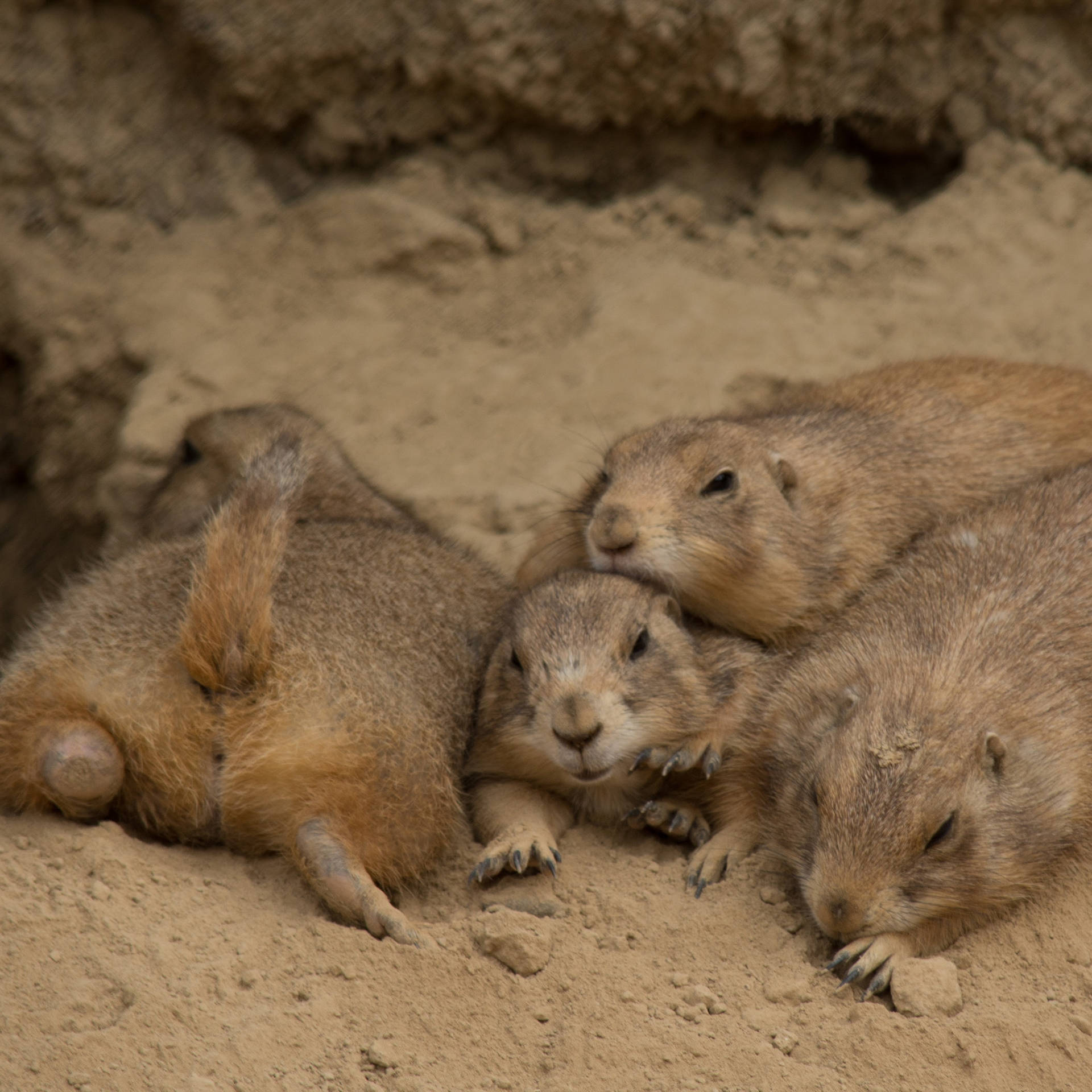 Prairie Dogs Butts Background