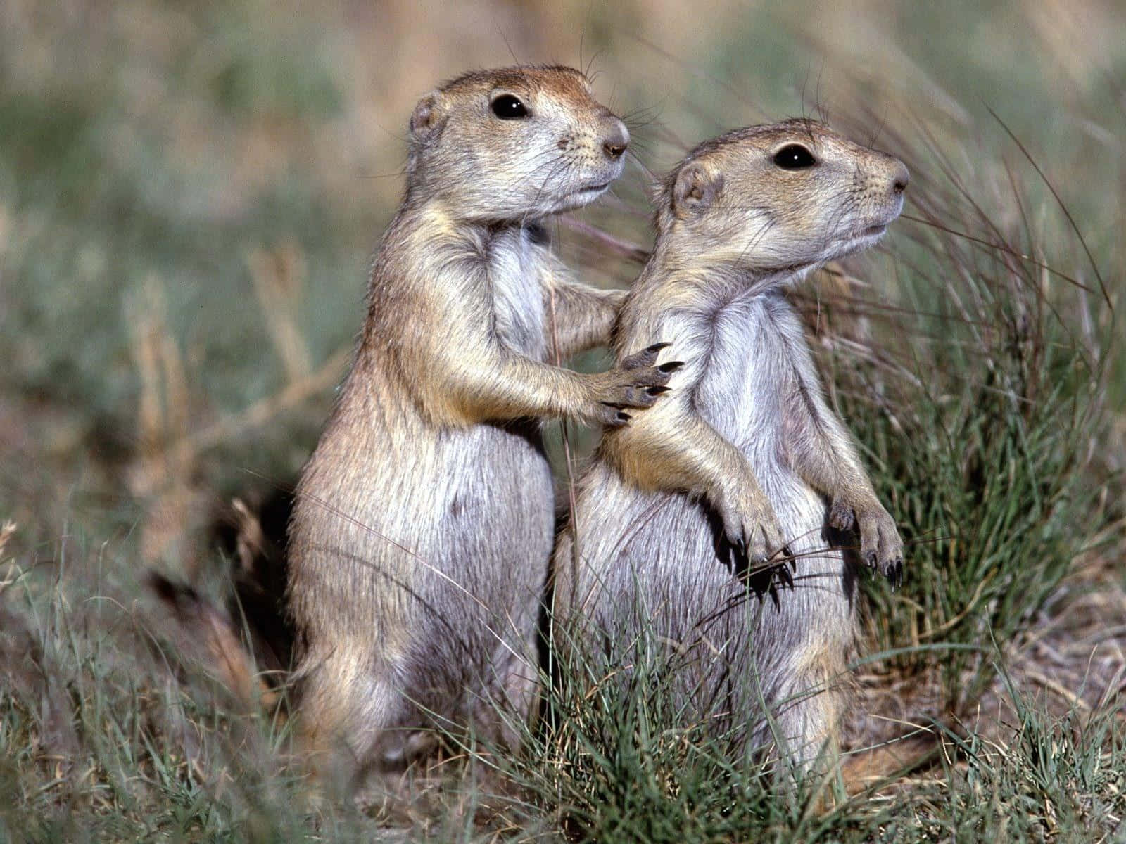 Prairie Dogs Standing Together.jpg Wallpaper