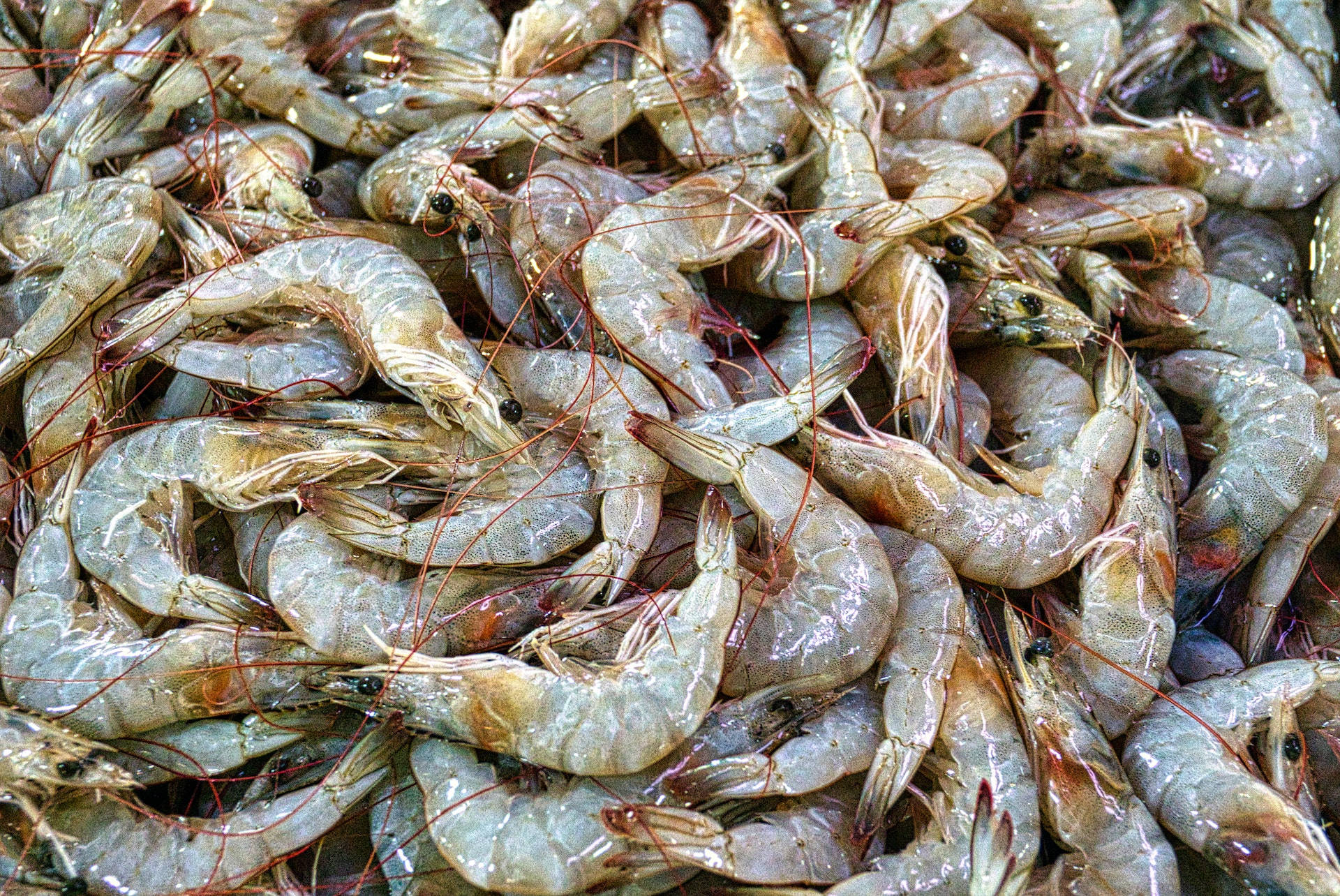 Prawns Freshly Harvested With Grey Bodies Wallpaper