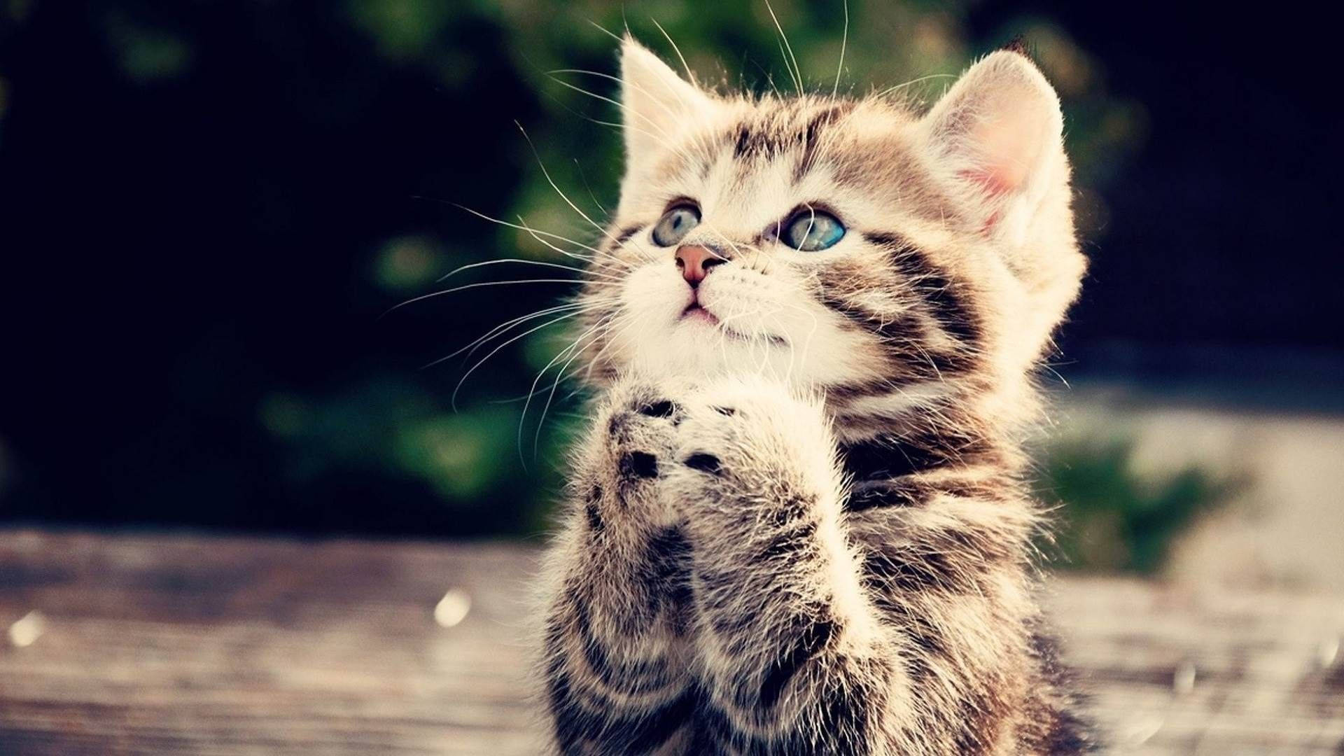 Praying Baby Animal Kitten Wallpaper