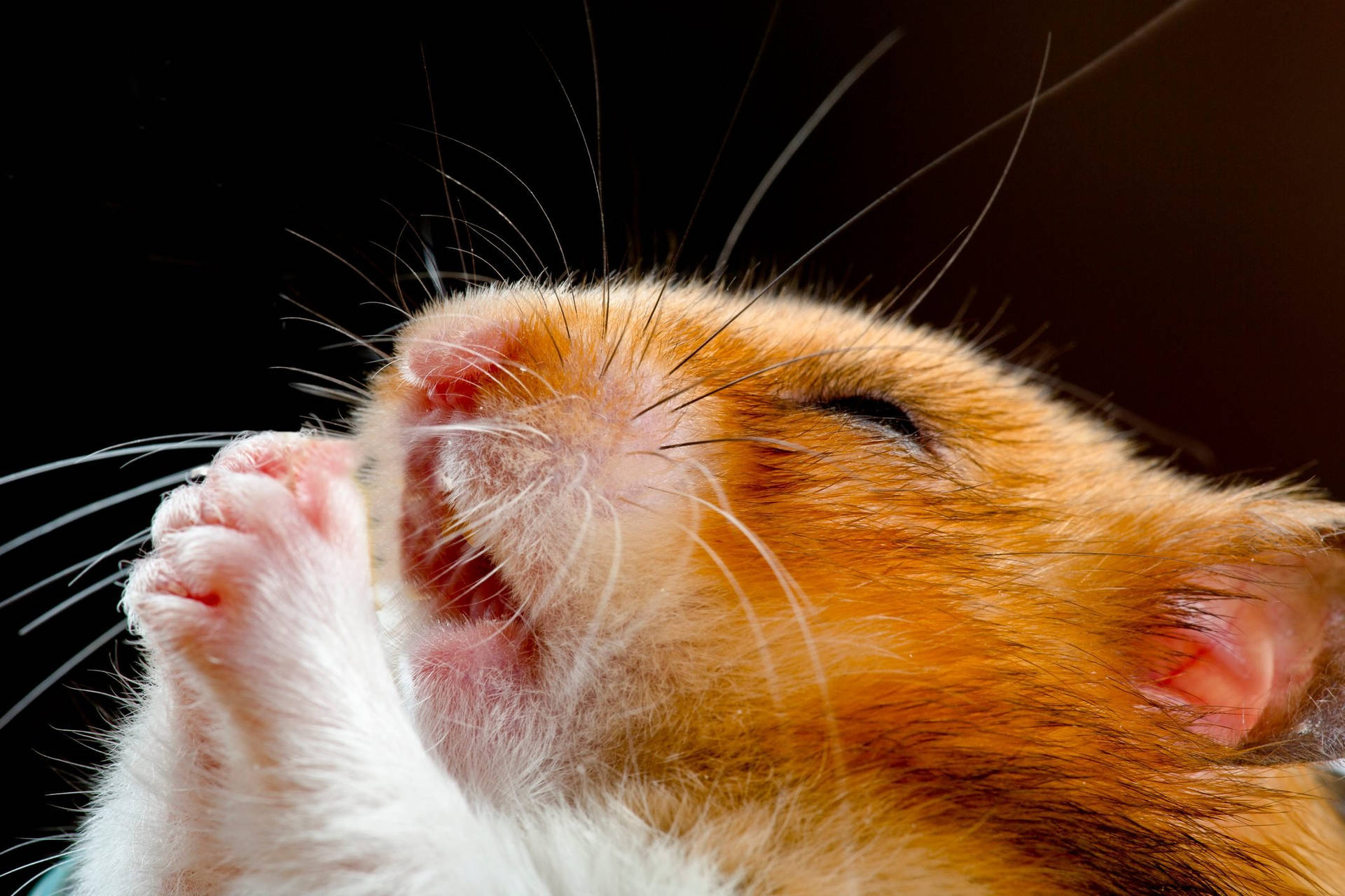 Top 999+ Hamster Meme Wallpaper Full HD, 4K✅Free to Use