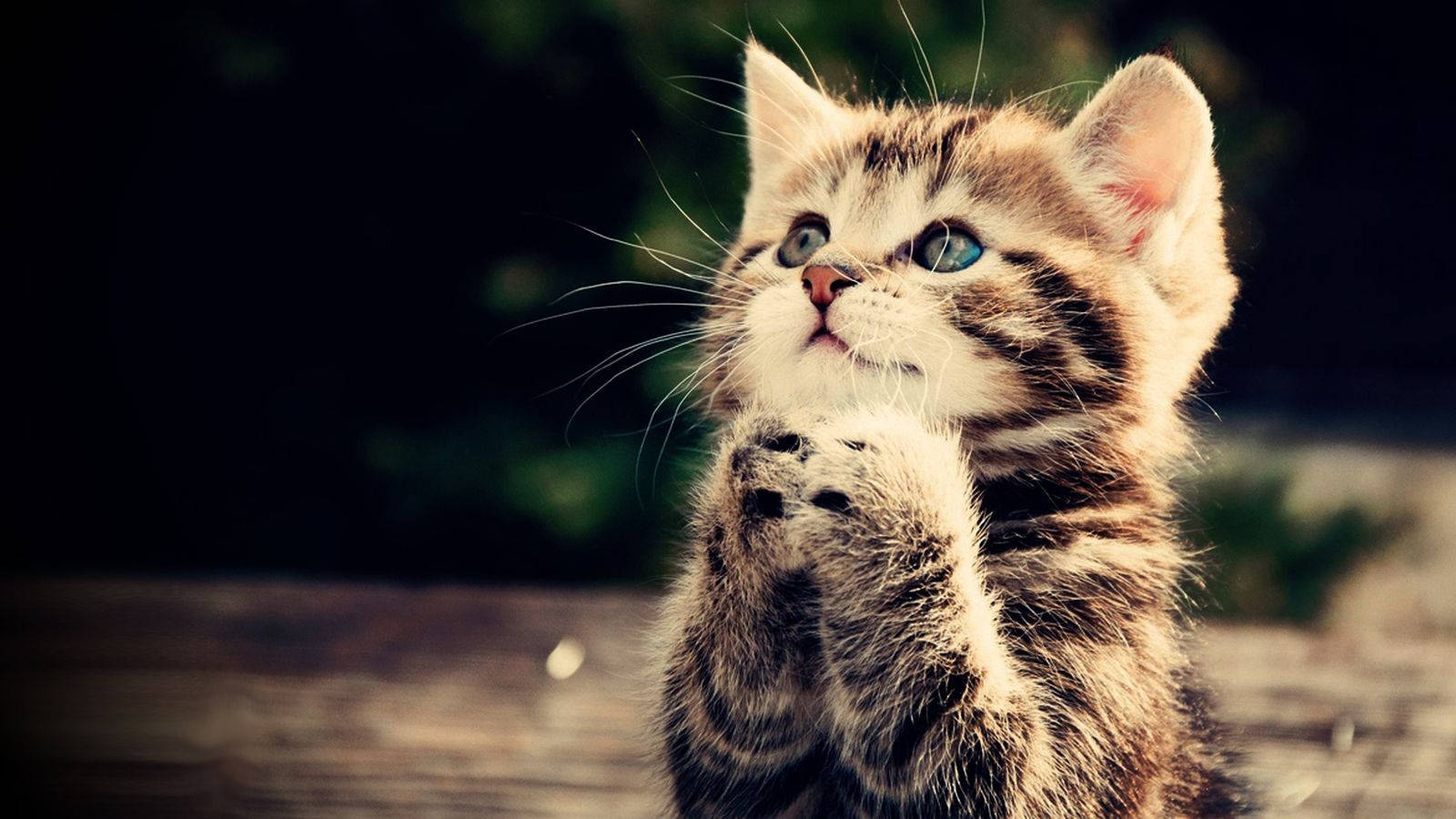 Praying Kitten Animal Cute Portrait Wallpaper