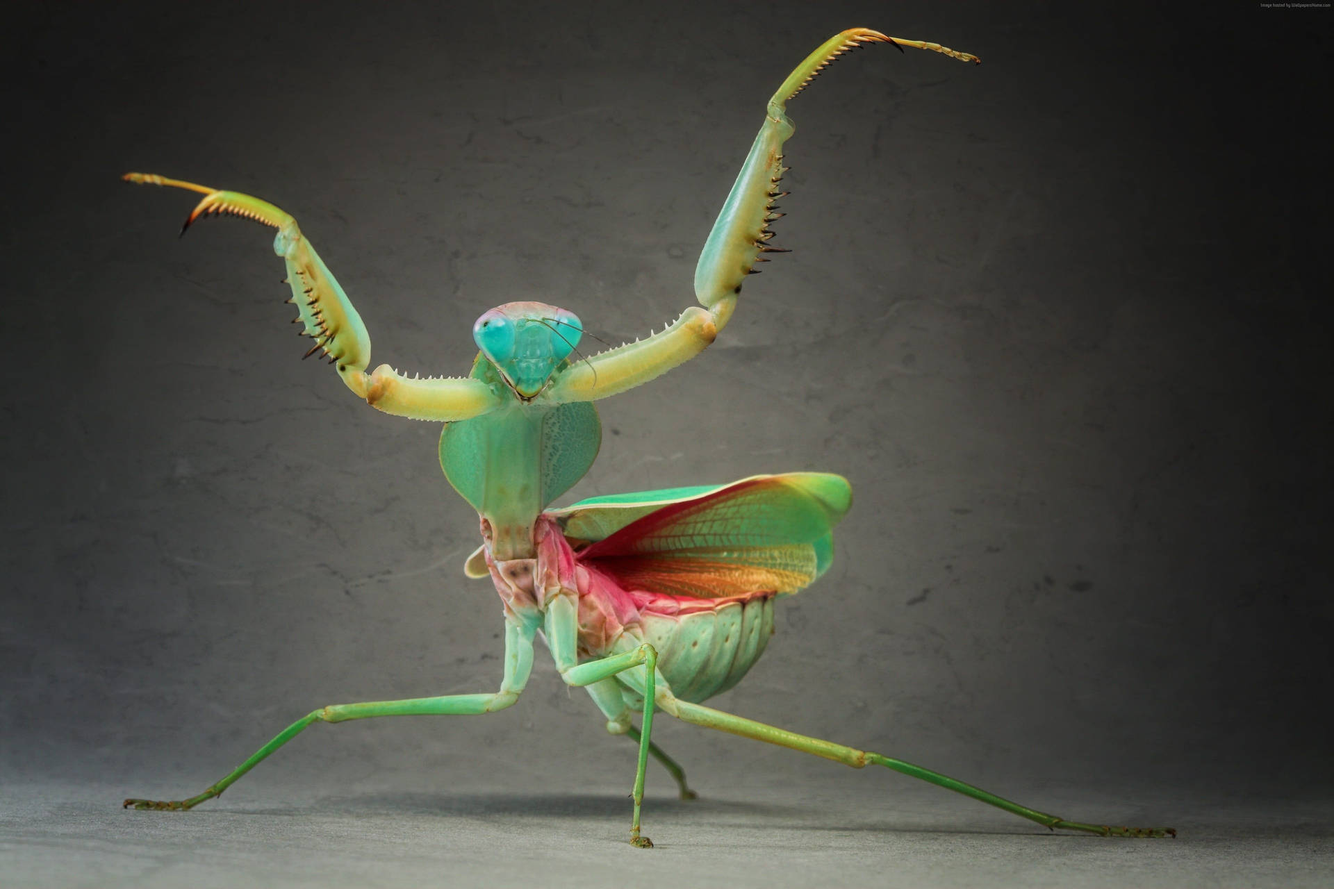 Praying Mantis Battle Dance Wallpaper