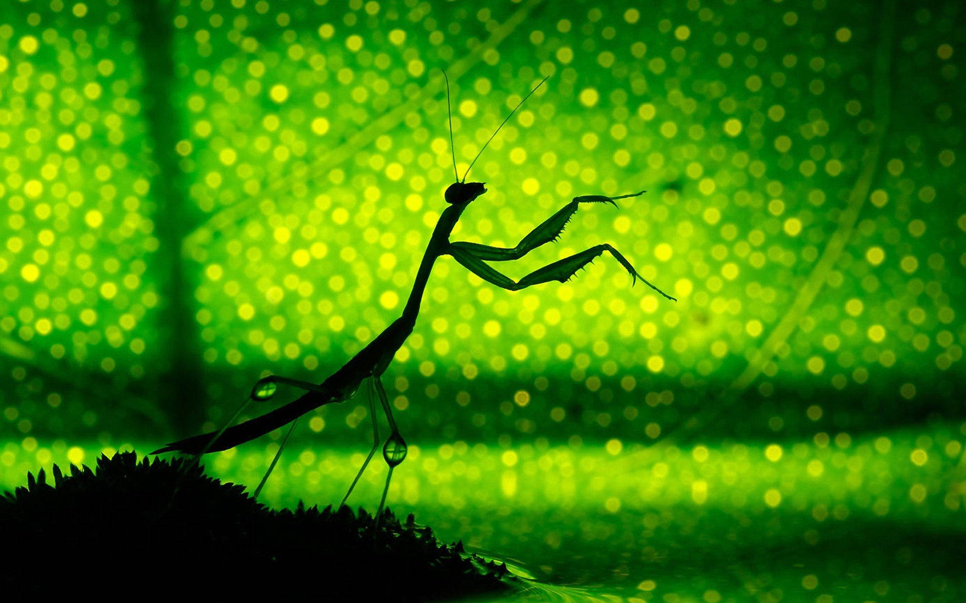 Praying Mantis Leaf Shadow Wallpaper