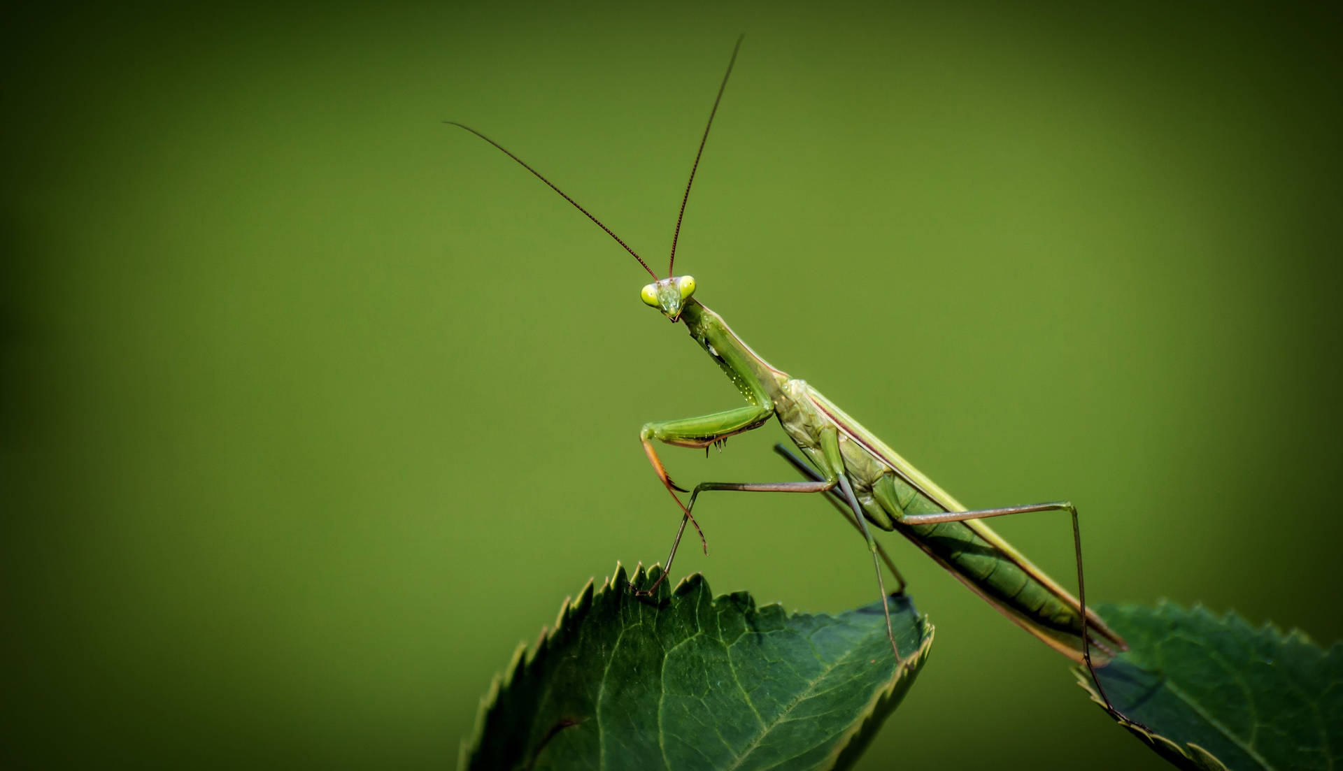 "Meditative Insect - The Magnificent Praying Mantis" Wallpaper