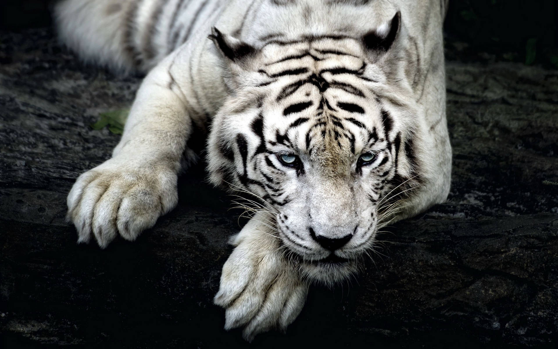 Predator Albino Tiger Lying Down
