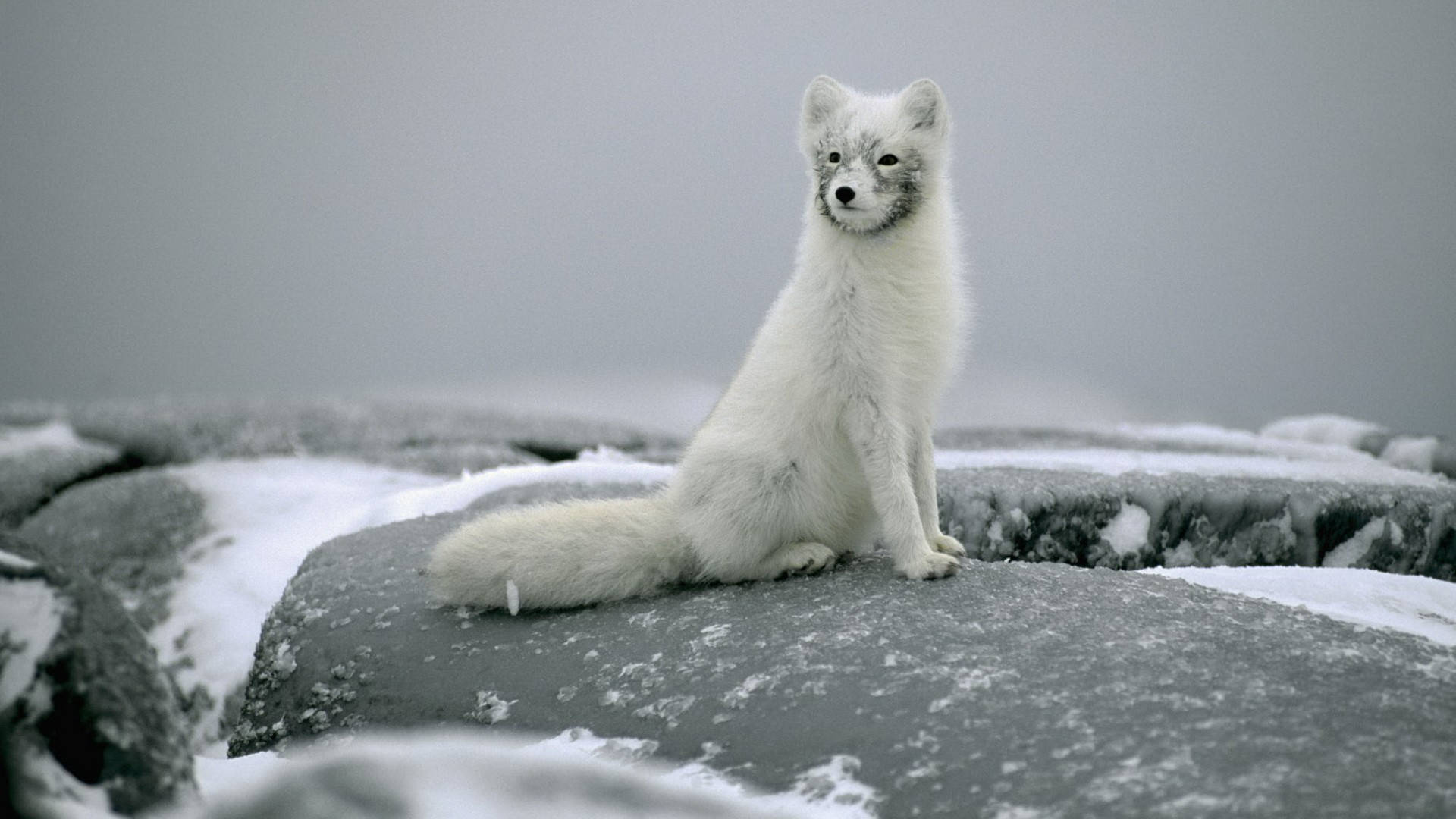 Predator Animal Arctic Fox Wallpaper