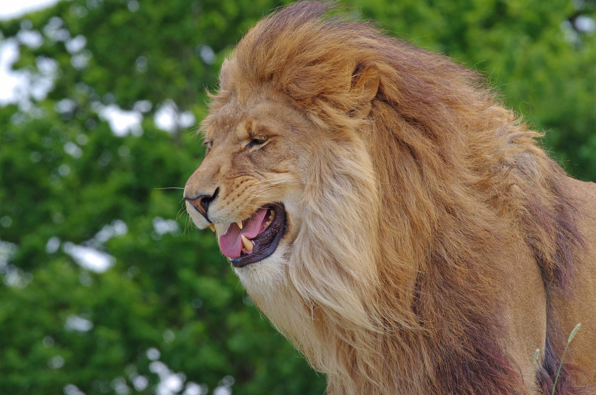 A Predator Lion Preparing to Pounce Wallpaper