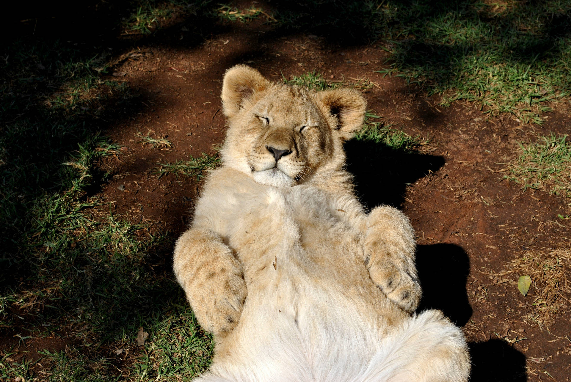 A lion cub sleeping peacefully in the sun Wallpaper