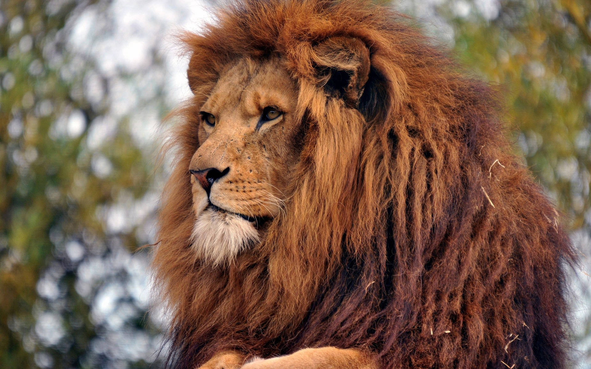 Predator Lion King Wallpaper