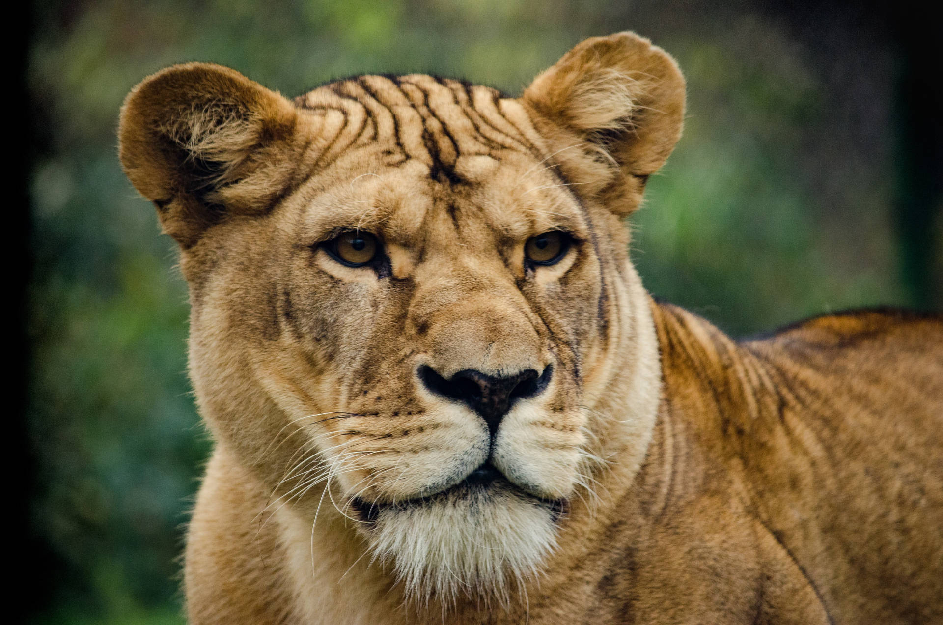 Predator Lioness Watching