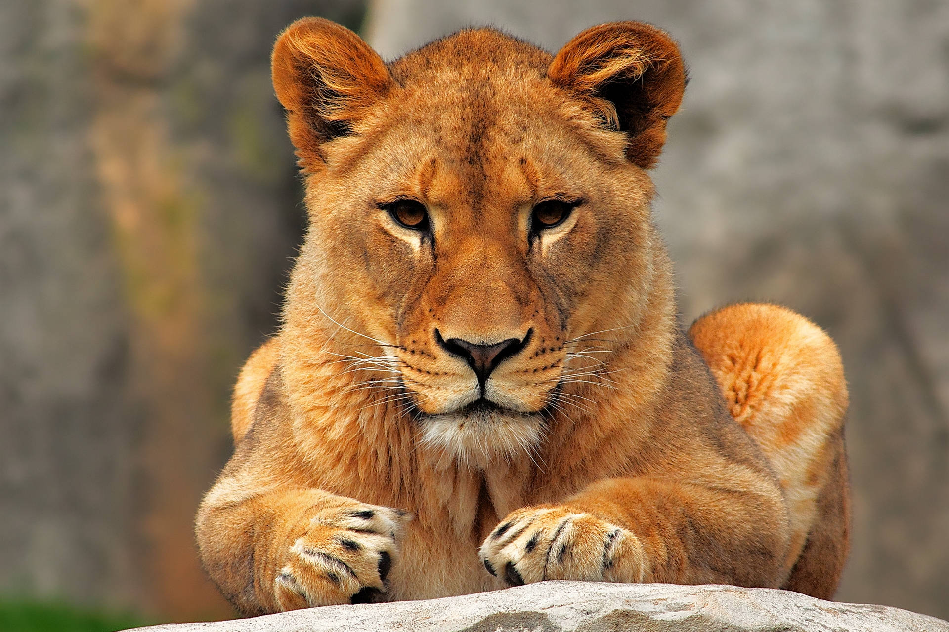 A Stunning Predator Lioness Wallpaper
