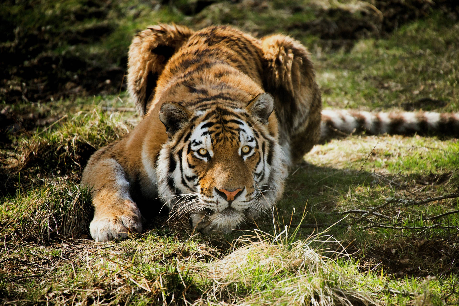 Predator Tiger Hunting On Grass Background