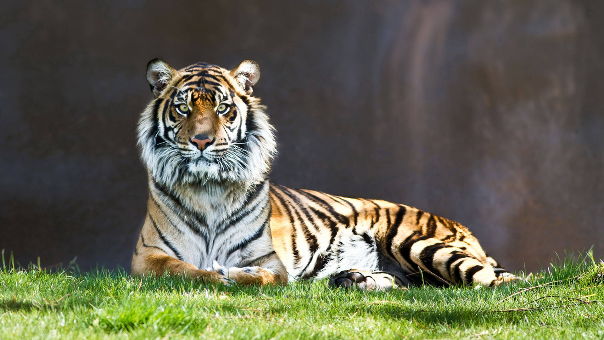 Predator Tiger Sitting On Grass