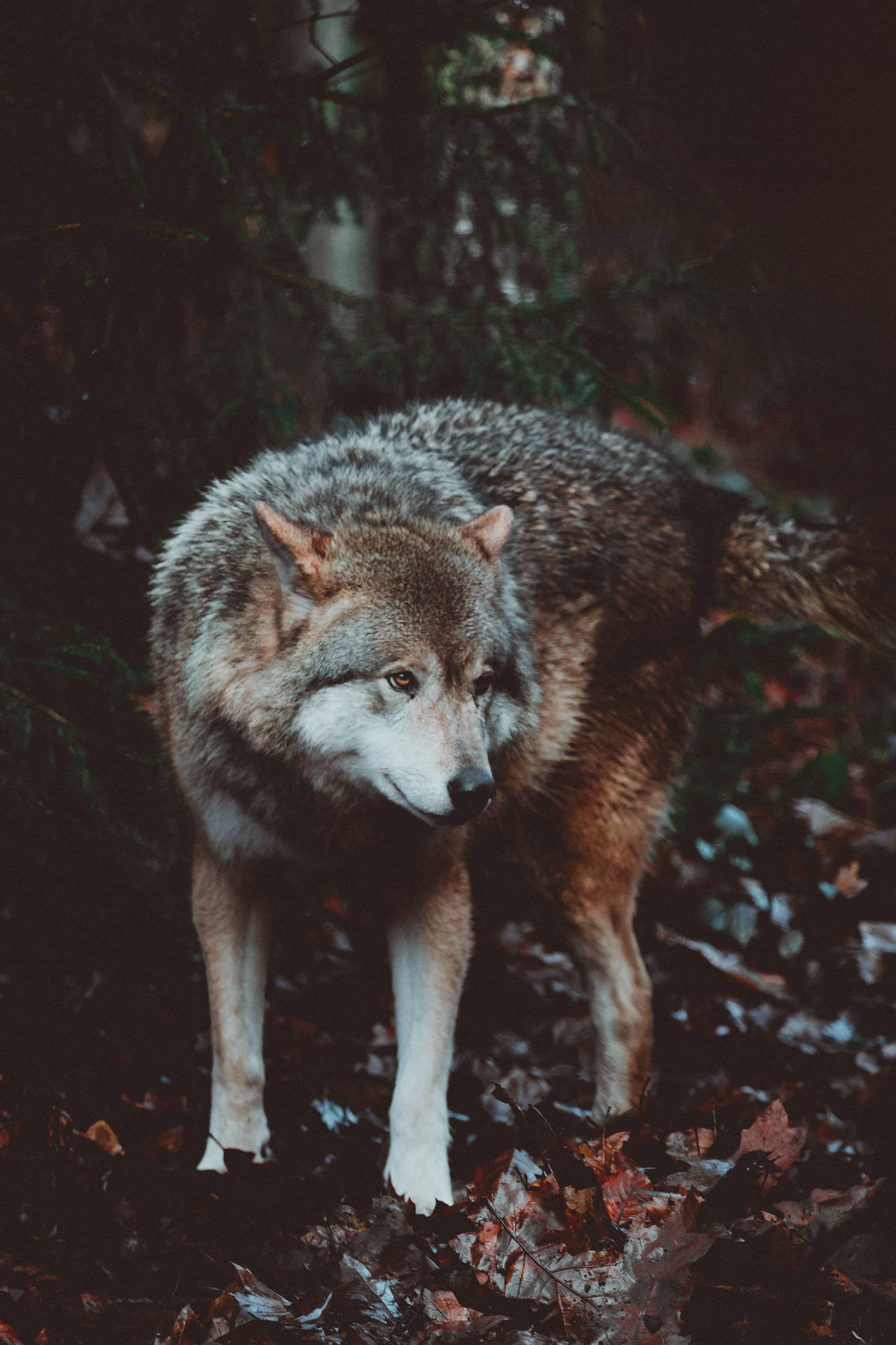 Predator Wolf Vintage