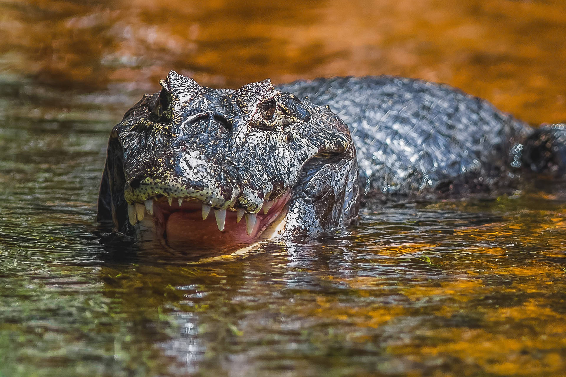 Predatory Alligator In Water Wallpaper