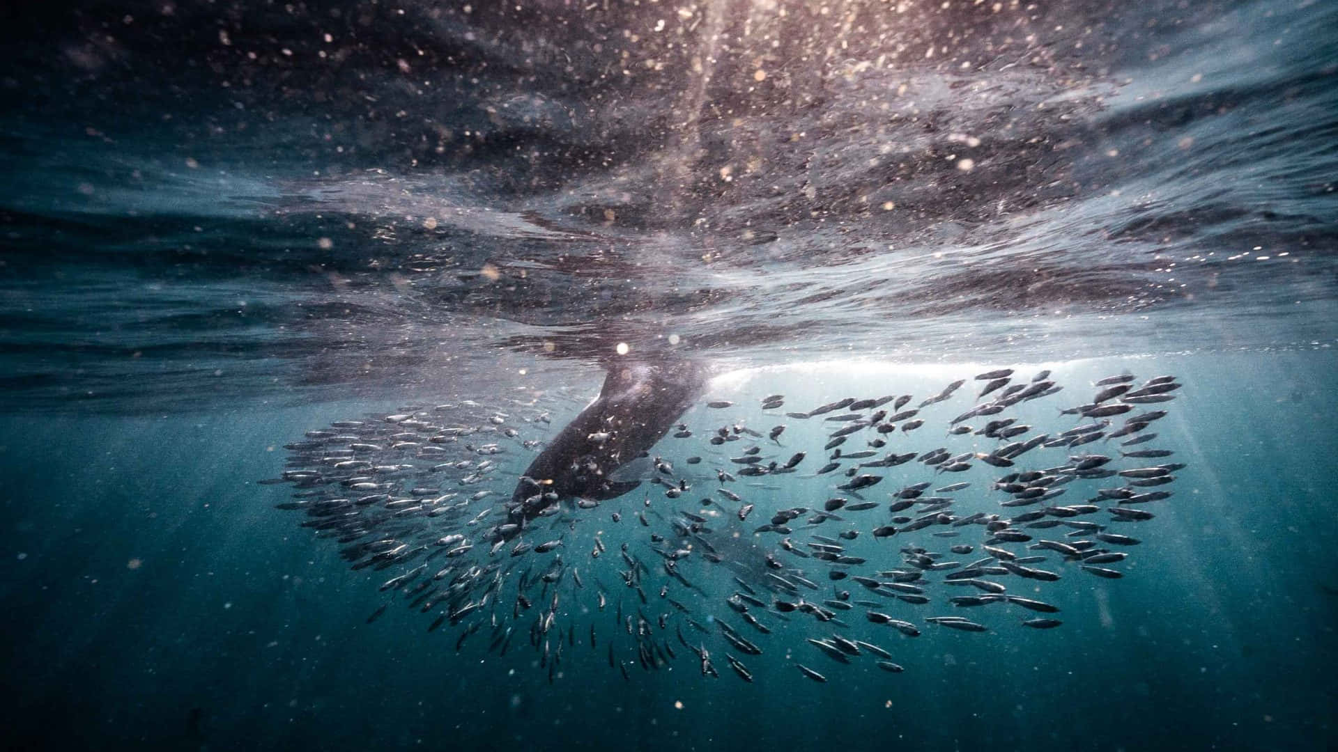 Predatory Dive Among Sardine School.jpg Wallpaper