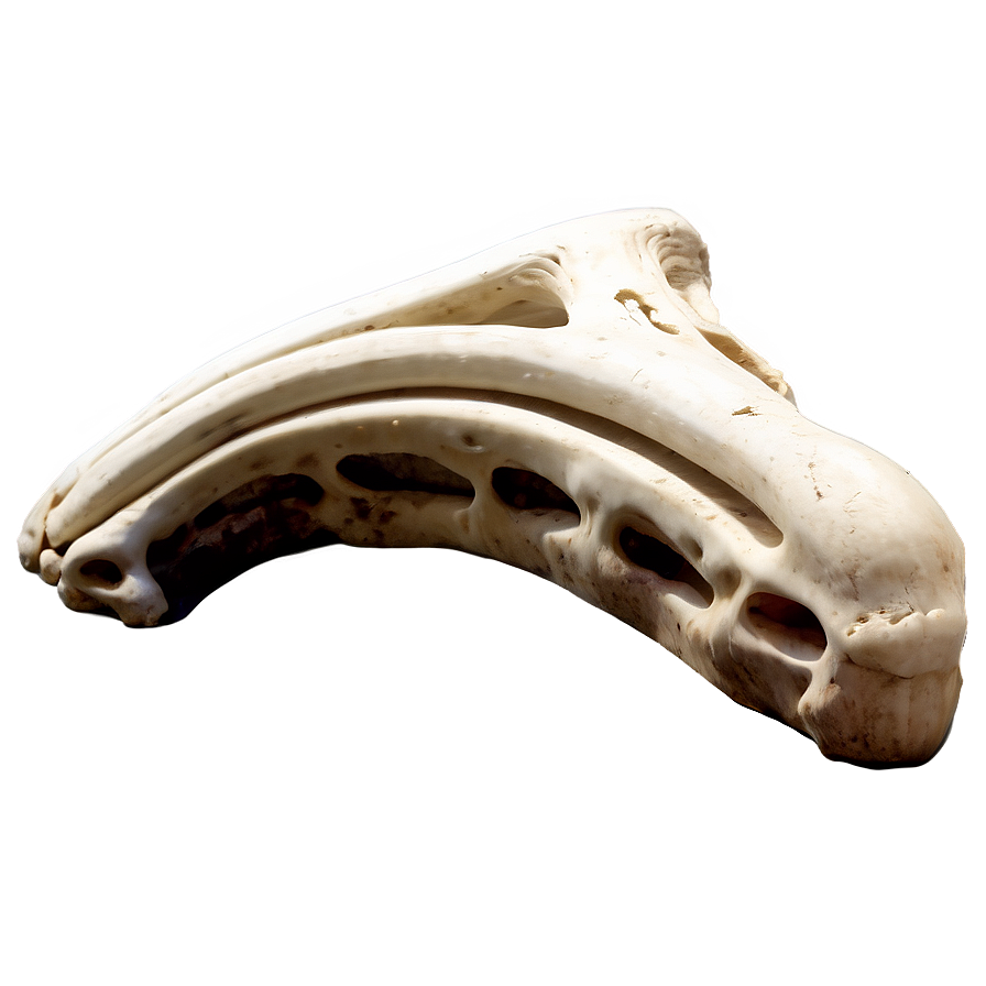 Prehistoric Animal Bone Png 34 PNG