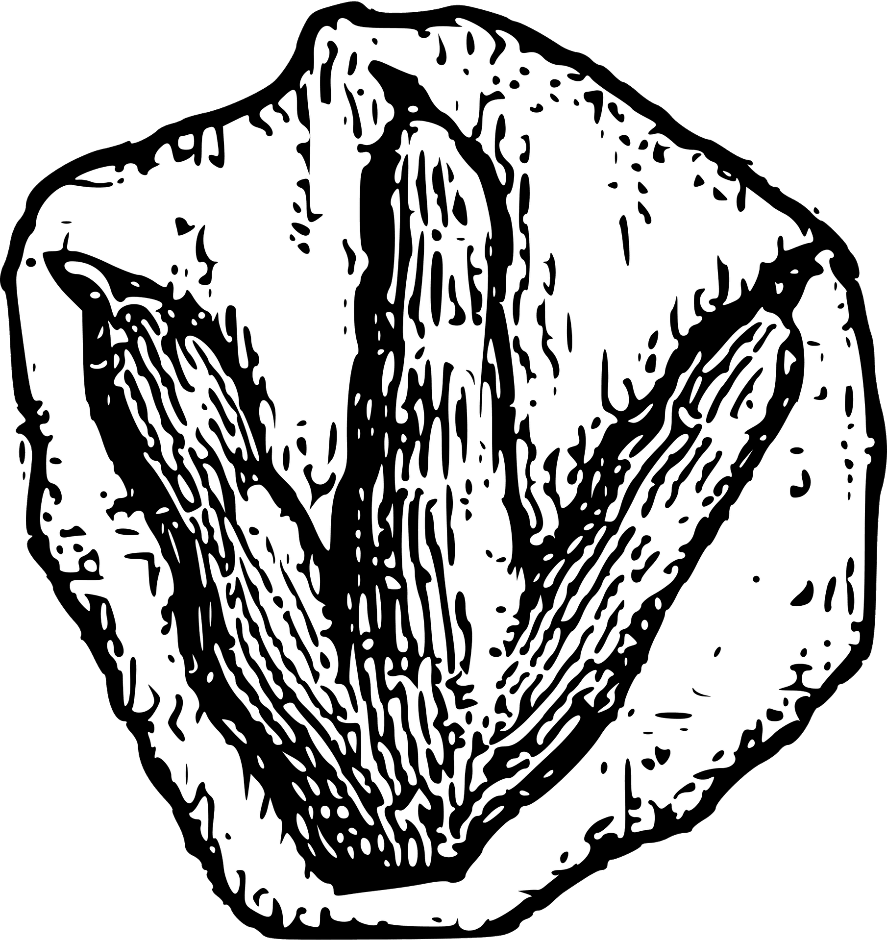 Prehistoric Plant Fossil Illustration PNG