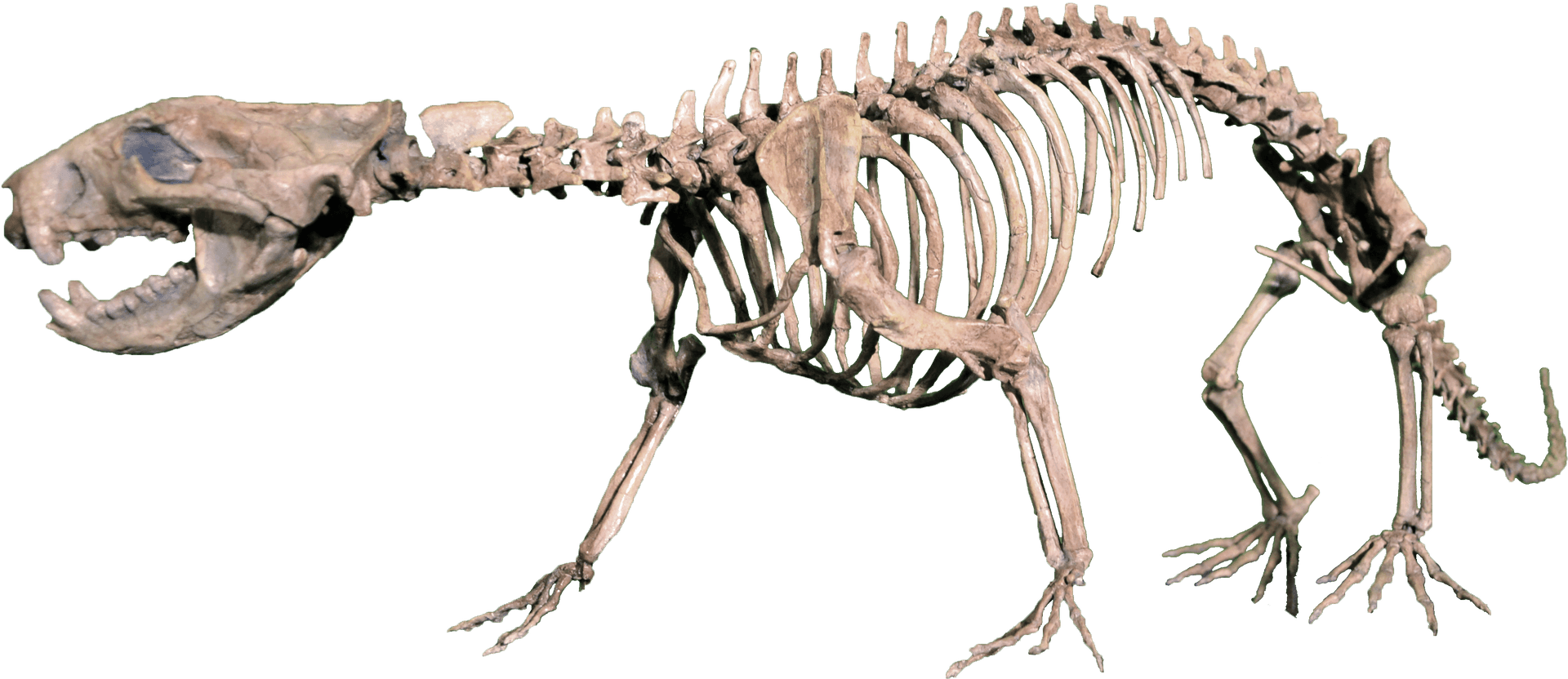 Prehistoric Skeleton Exhibit PNG