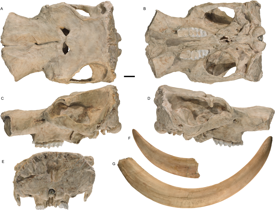 Prehistoric Skulland Tusks Fossil Collection PNG