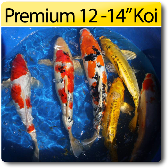 Premium Koi Fish1214 Inches PNG