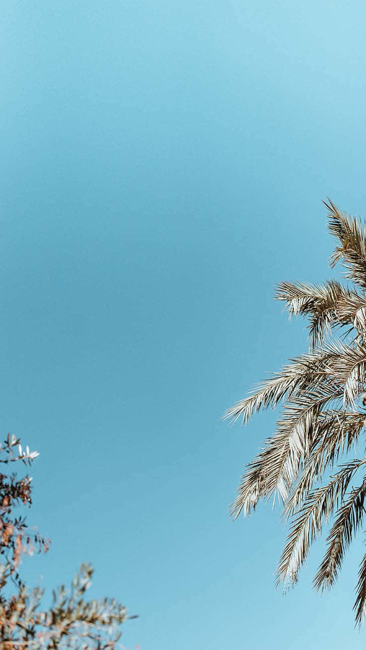 A Palm Tree Against A Blue Sky