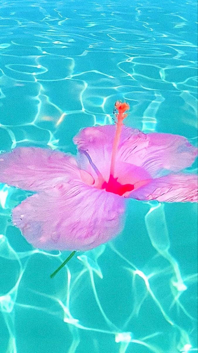 A Pink Flower Floating In The Water