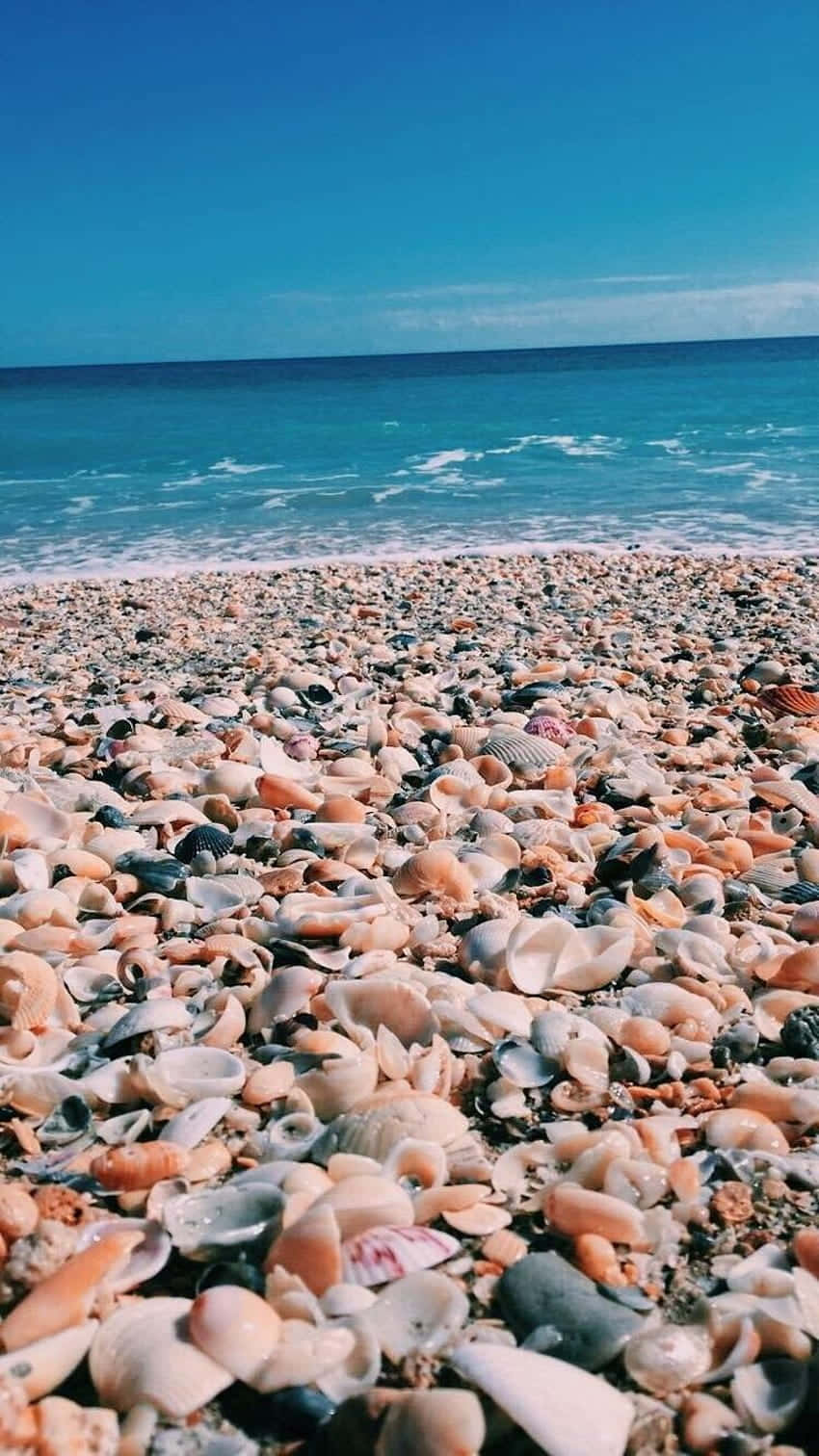 Tapis De Coquillages De Plage Préppy Fond d'écran