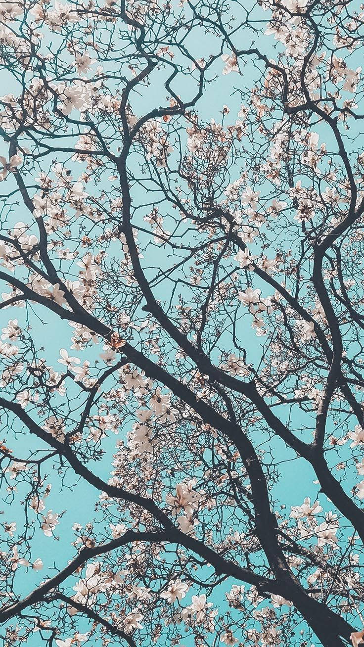 Preppy Cherry Blossom Tree Wallpaper