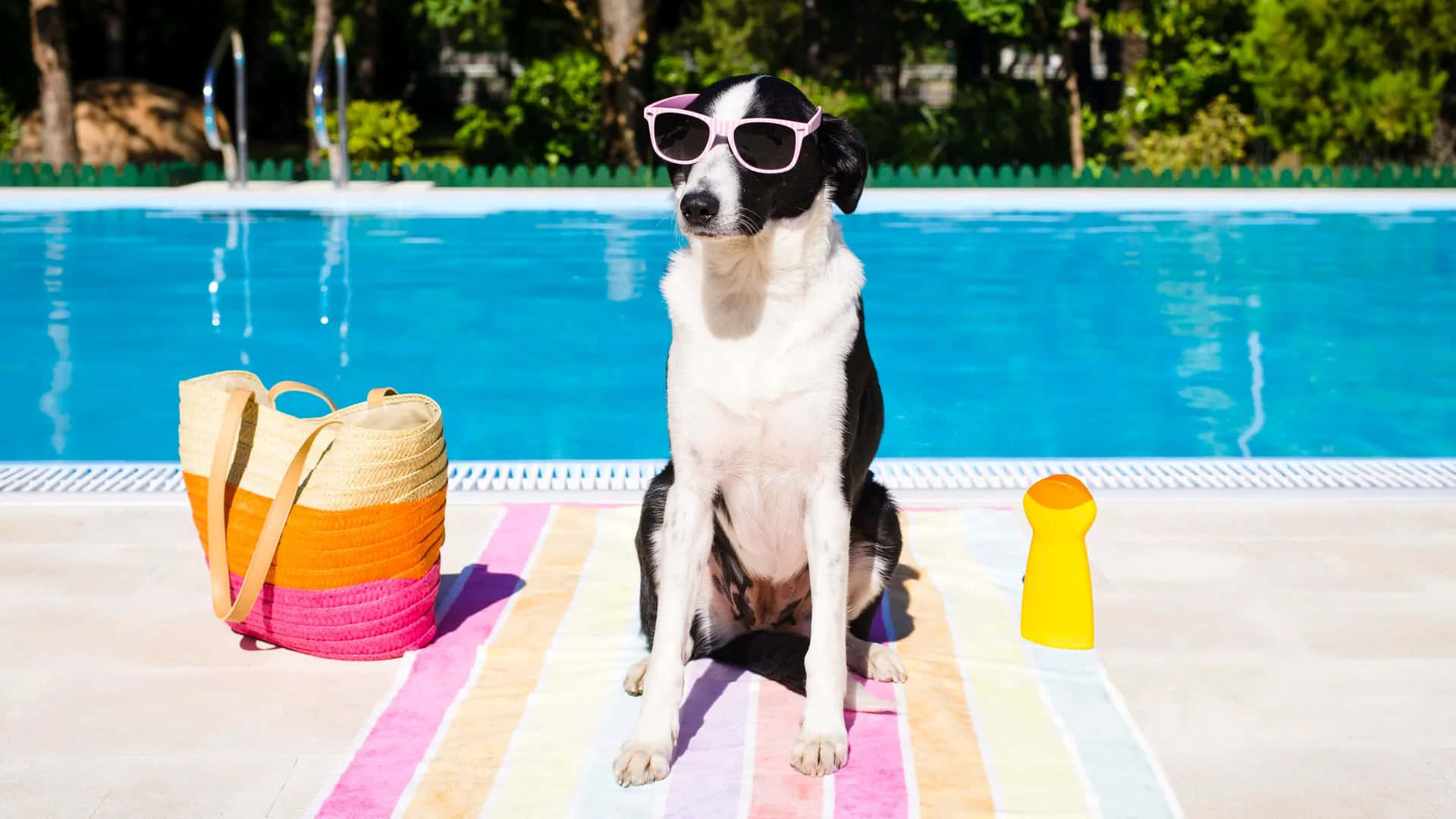 Preppy Dog Poolside Summer Vibes.jpg Wallpaper