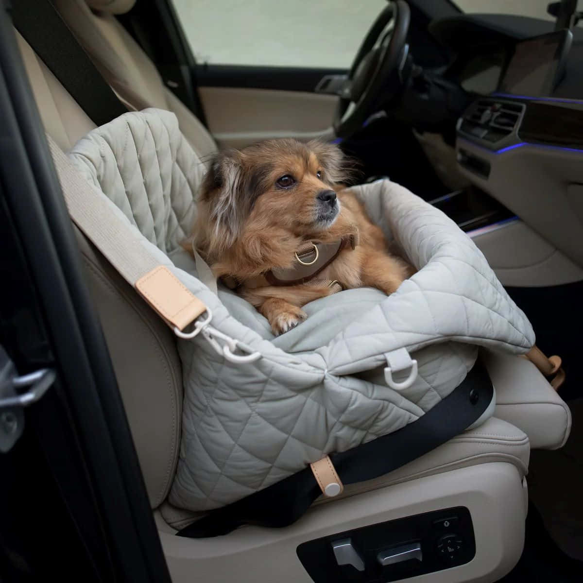 Preppy Dogin Car Seat Wallpaper