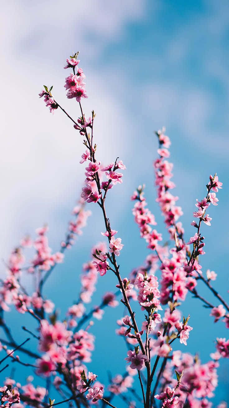 Preppy Spring Blossoms Wallpaper