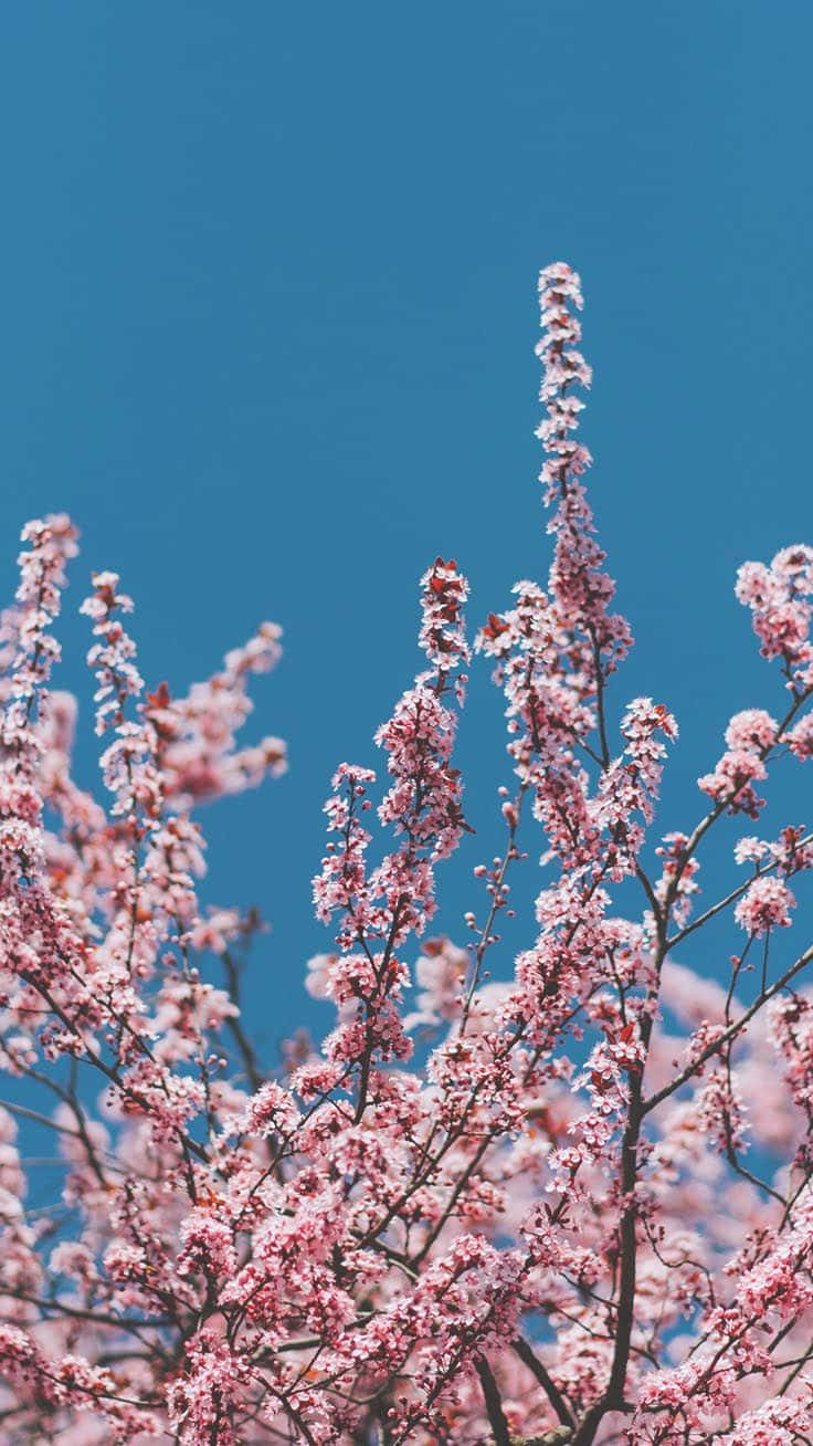 Preppy Spring Blossoms Blue Sky Wallpaper
