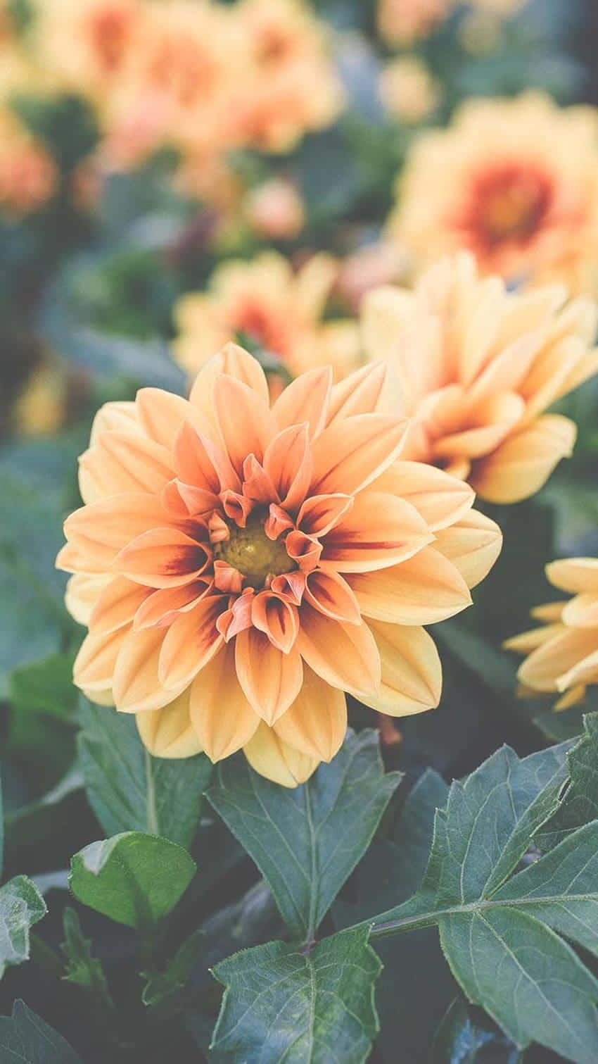 Preppy Spring Orange Dahlia Flower Wallpaper