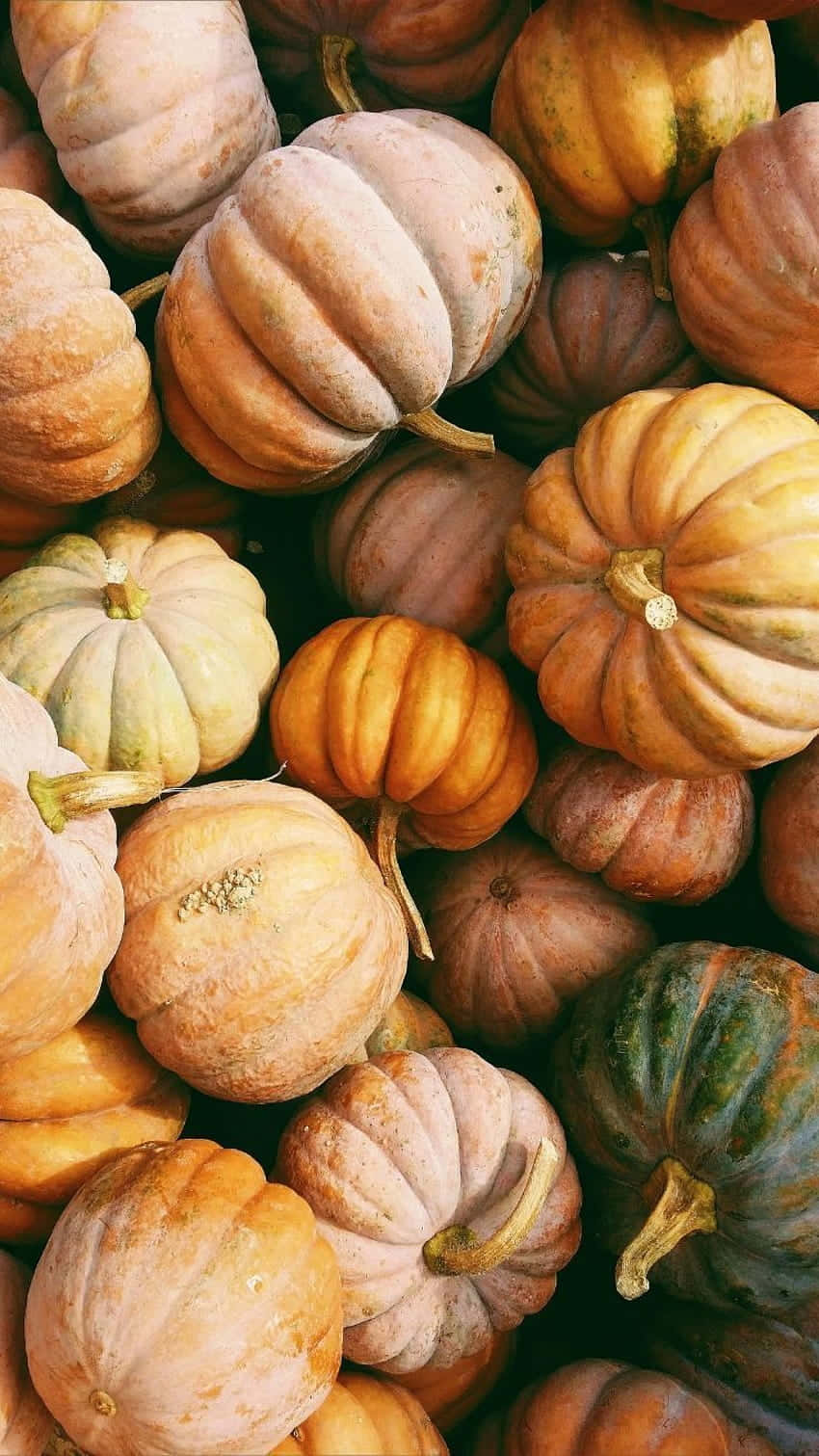 Preppy Thanksgiving Pumpkin Patch Wallpaper